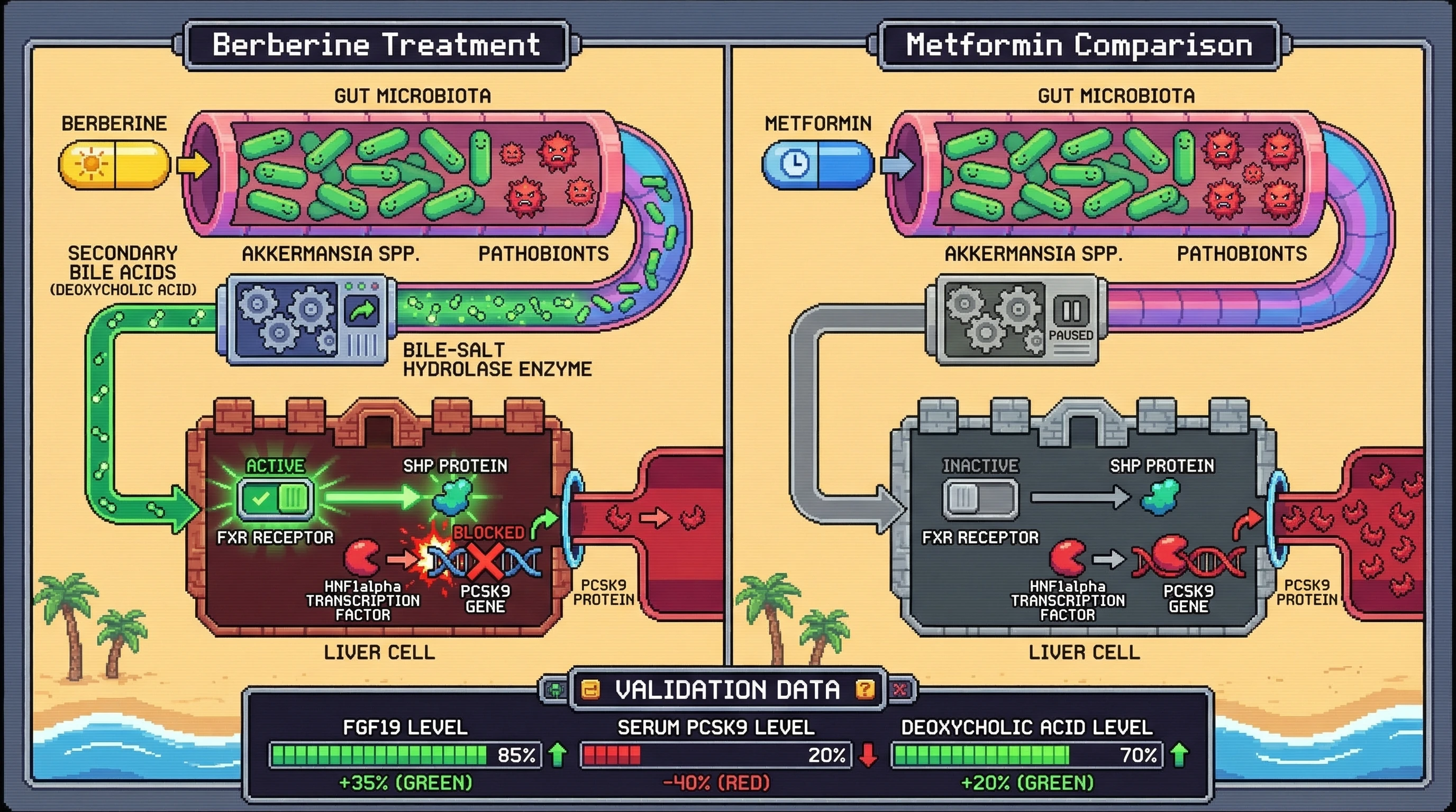 Infographic for: Berberine-Induced Gut Microbiota Shift Activates Hepatic FXR Signaling to Suppress PCSK9 Independently of AMPK