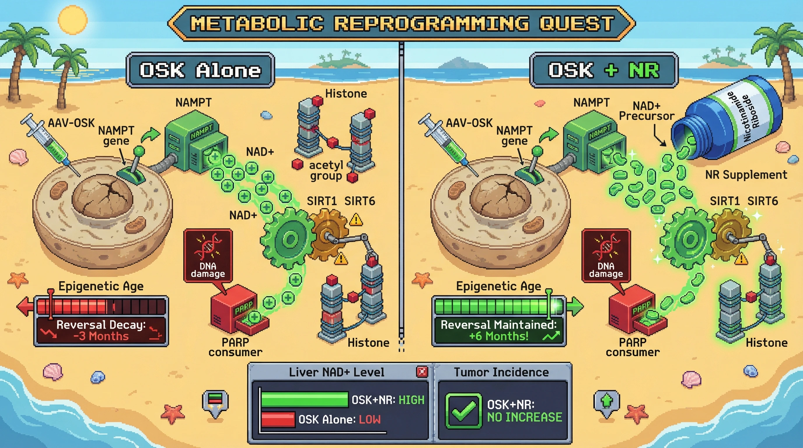 Infographic for: Synergistic NAD+ Boosting Extends Durability of OSK-Mediated Epigenetic Rejuvenation
