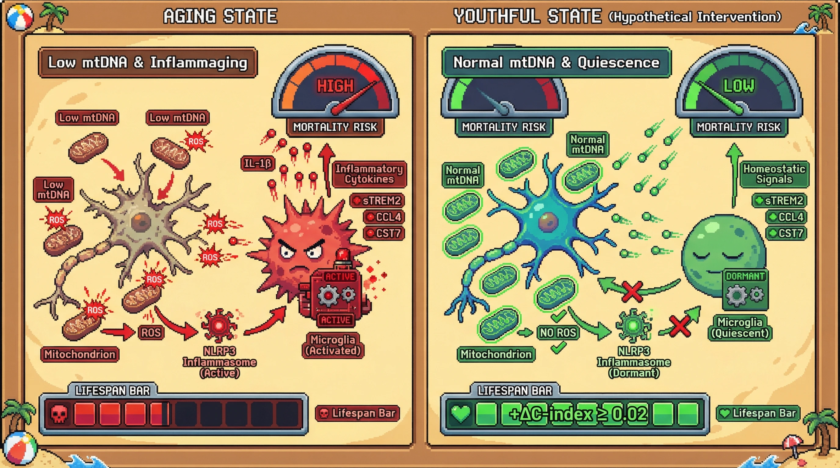Infographic for: Attention-Guided Multi-Omic Mediation of Mitochondrial-Microglial Crosstalk Drives Accelerated Mortality in Human Aging