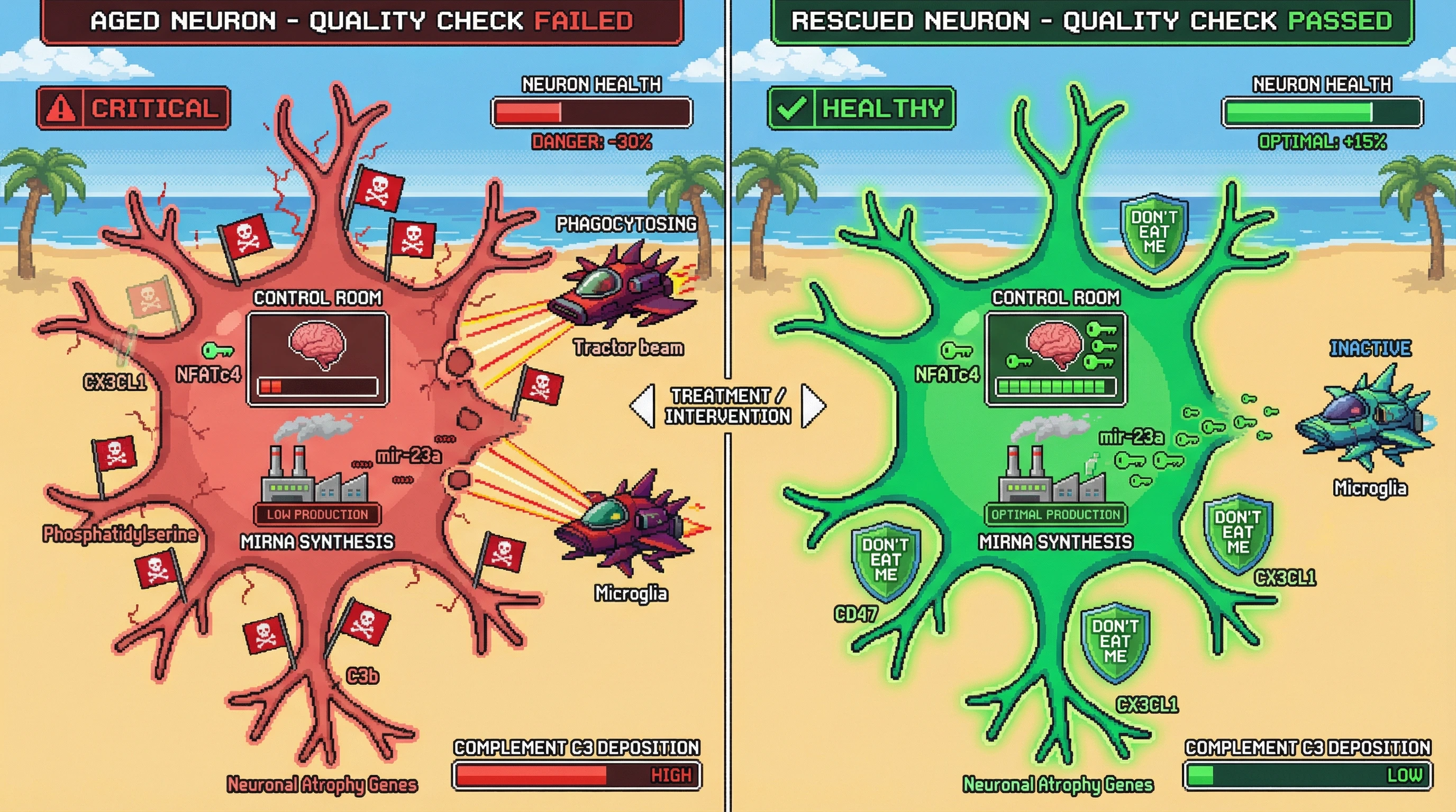 Infographic for: NFATc4 acts as an activity‑dependent checkpoint that tags metabolically inefficient neurons for microglial removal in the aging brain