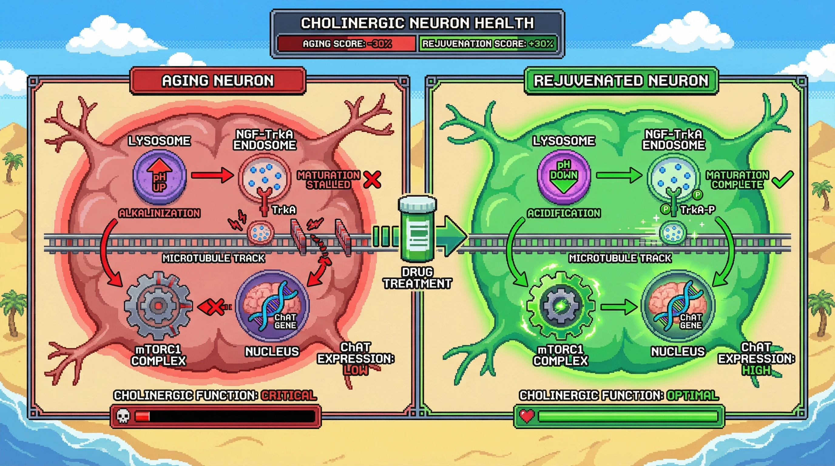 Infographic for: Lysosomal alkalinization stalls NGF‑TrkA endosomal maturation, uncoupling mTORC1 signaling from ChAT expression in aging cholinergic basal forebrain neurons