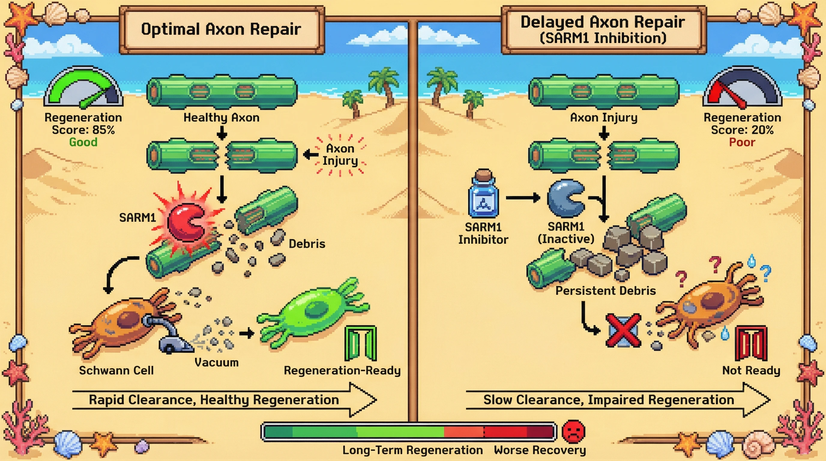 Infographic for: SARM1 inhibitors might backfire: perfect Wallerian degeneration timing matters more than axon preservation