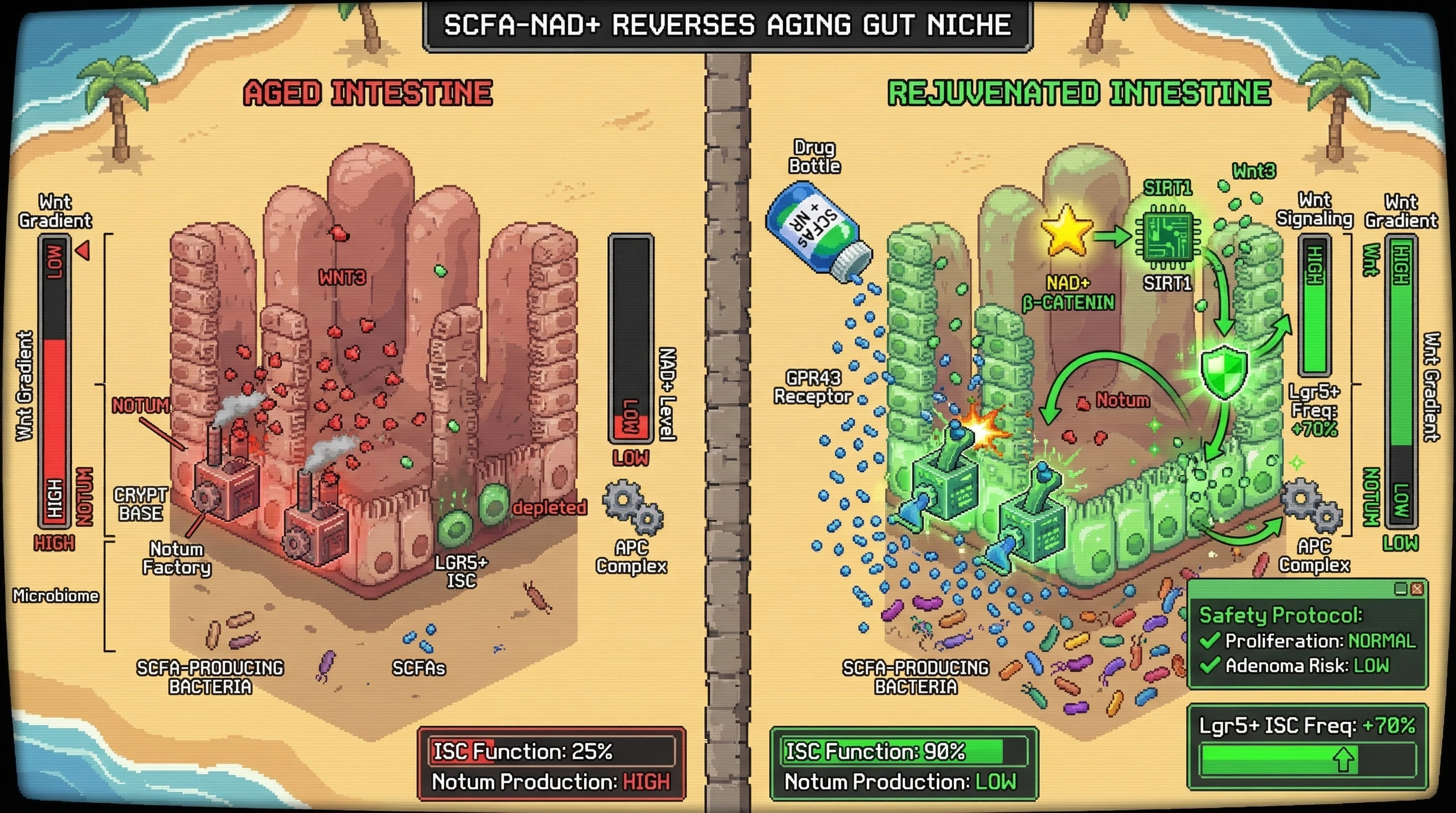 Infographic for: Microbiota‑Derived Short‑Chain Fatty Acids Reset the Aging Intestinal Wnt Gradient via Paneth Cell GPR43‑Mediated Notum Suppression and NAD⁺‑SIRT1‑β‑Catenin Feedback