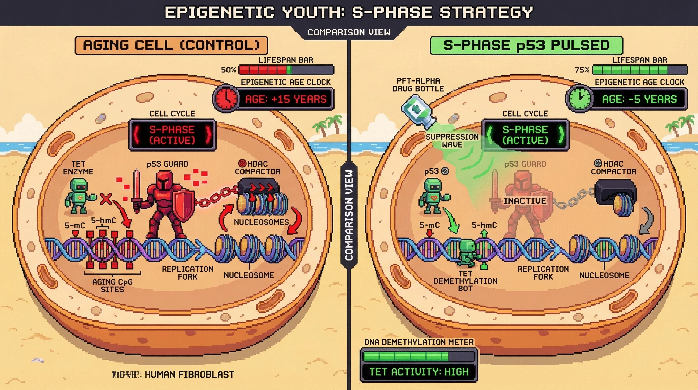 Mechanism: Transient S-phase suppression of p53 by PFT-α allows TET enzymes to demethylate aging-associated CpG sites on chromatin, preventing p53-HDAC antagonism. Readout: Readout: This process reduces epigenetic age marks and increases the perceived lifespan capacity in the 'Lifespan Bar' UI.