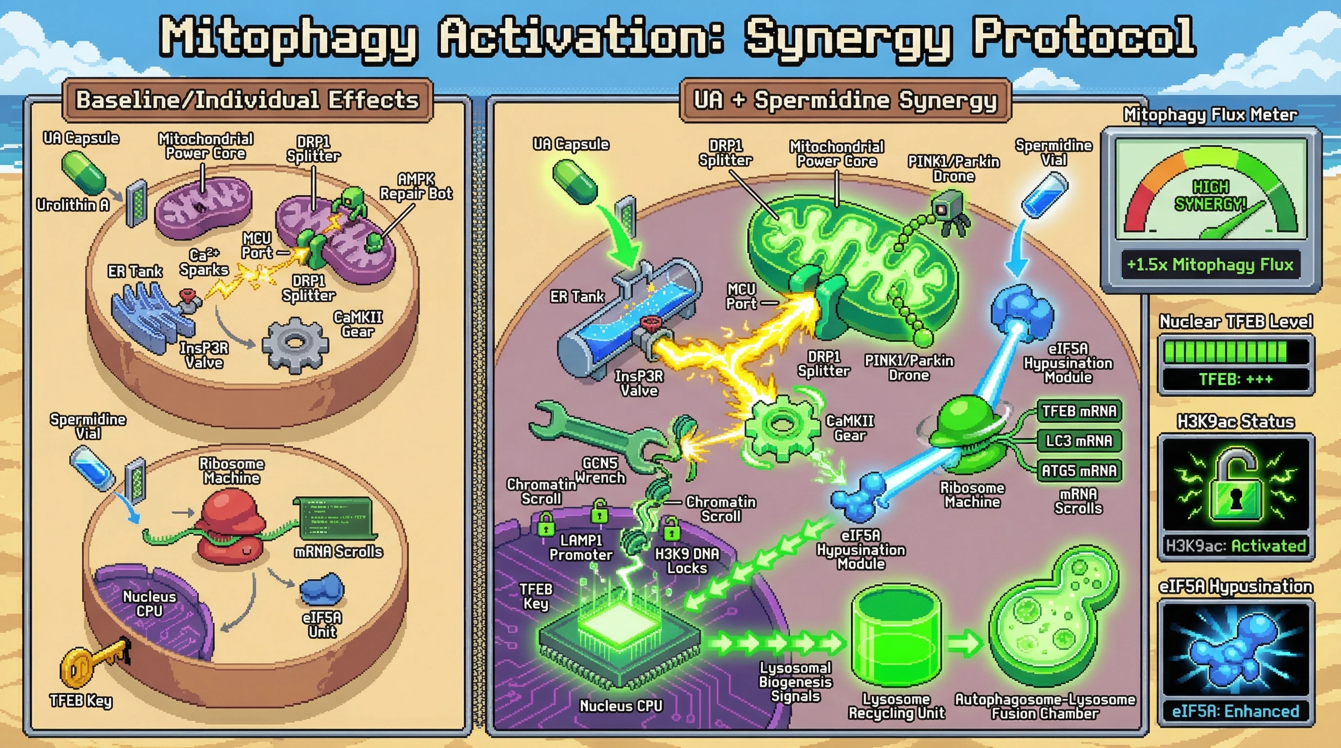Infographic for: Synergistic Mitophagy Activation by Urolithin A and Spermidine via Calcium‑Dependent Histone Acetylation and Translational Enhancement