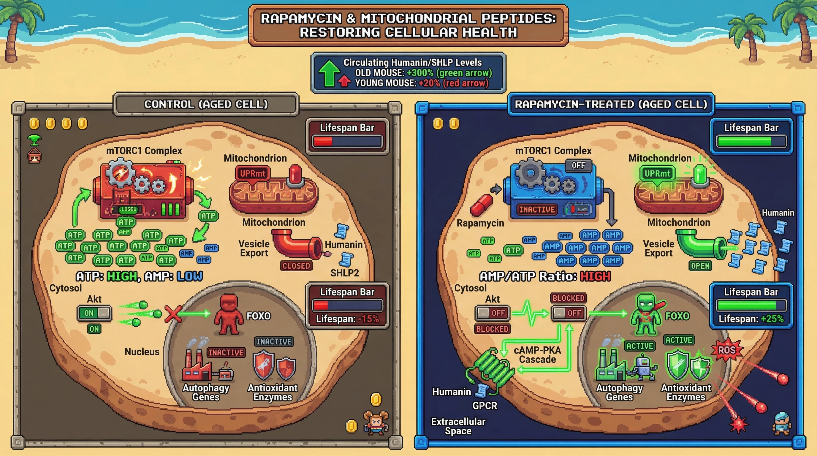 Infographic for: Rapamycin triggers FOXO‑dependent mitochondrial peptide release to mimic scarcity and extend lifespan
