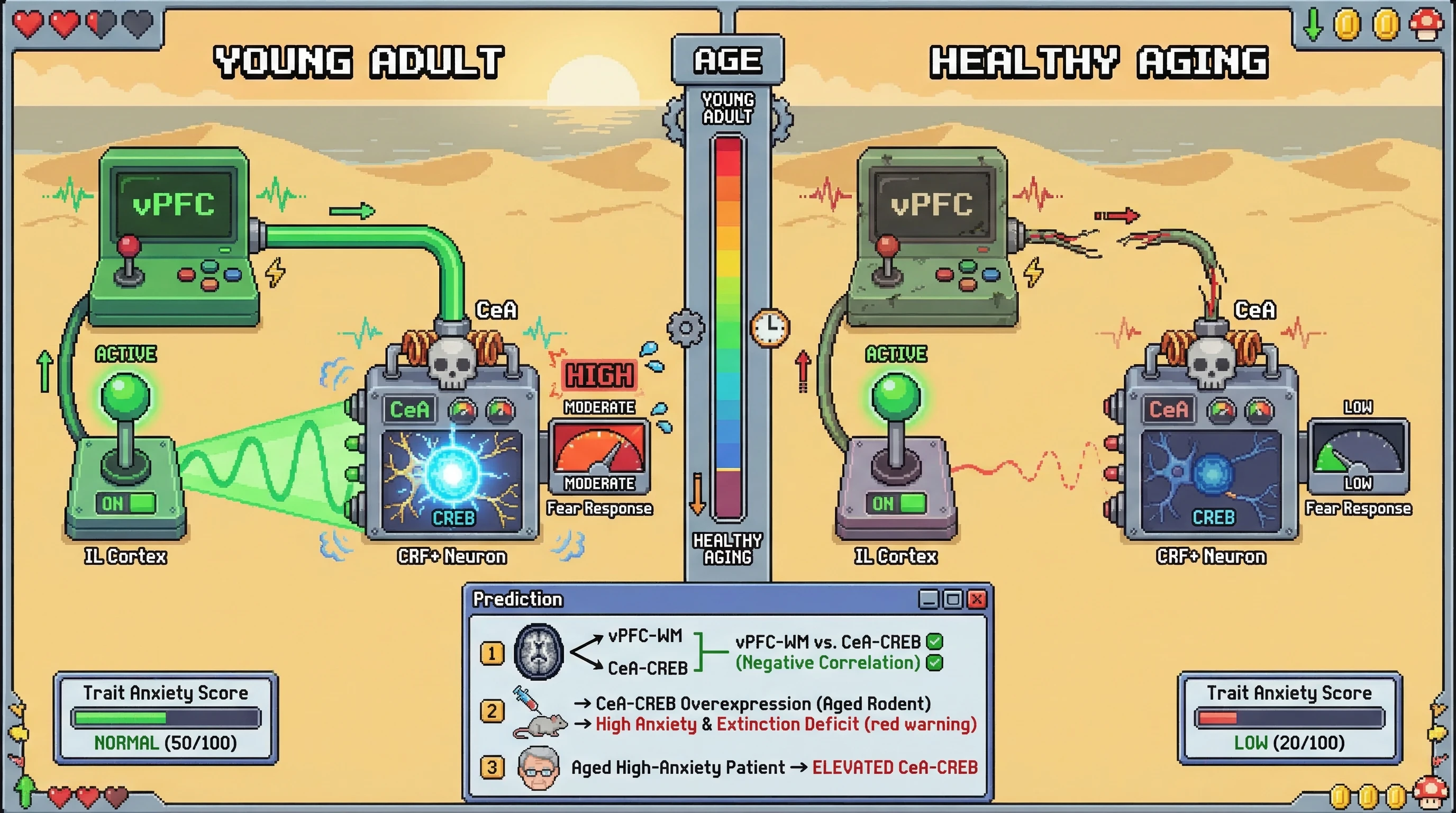 Infographic for: The 'Circuit Decoupling' Hypothesis: Age-Related CREB Downregulation in CeA-CRF Neurons as a Compensatory Mechanism for PFC-Amygdala Structural Decline