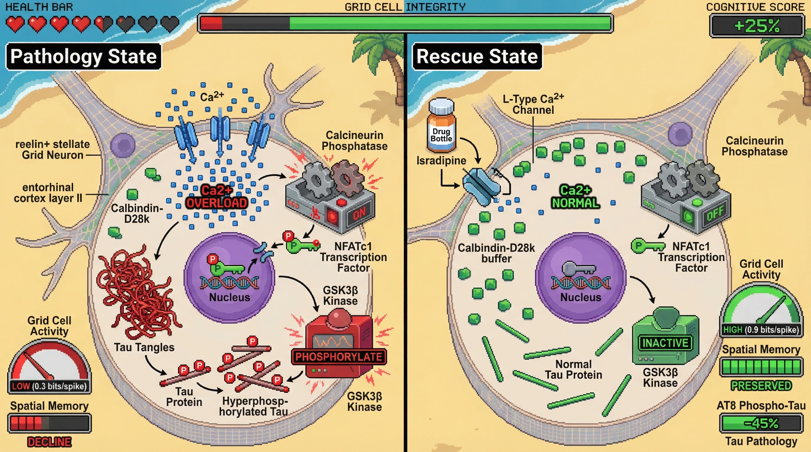 Infographic for: Calbindin Deficiency Drives Calcium-Dependent Tauopathy in Entorhinal Grid Cells via Calcineurin/NFAT‑GSK3β Axis