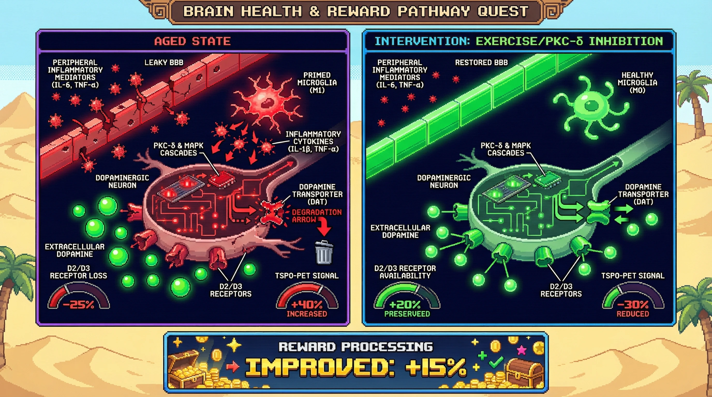 Infographic for: Microglial-Mediated Dopamine Transporter Suppression as a Driver of Age-Related D2/D3 Receptor Loss