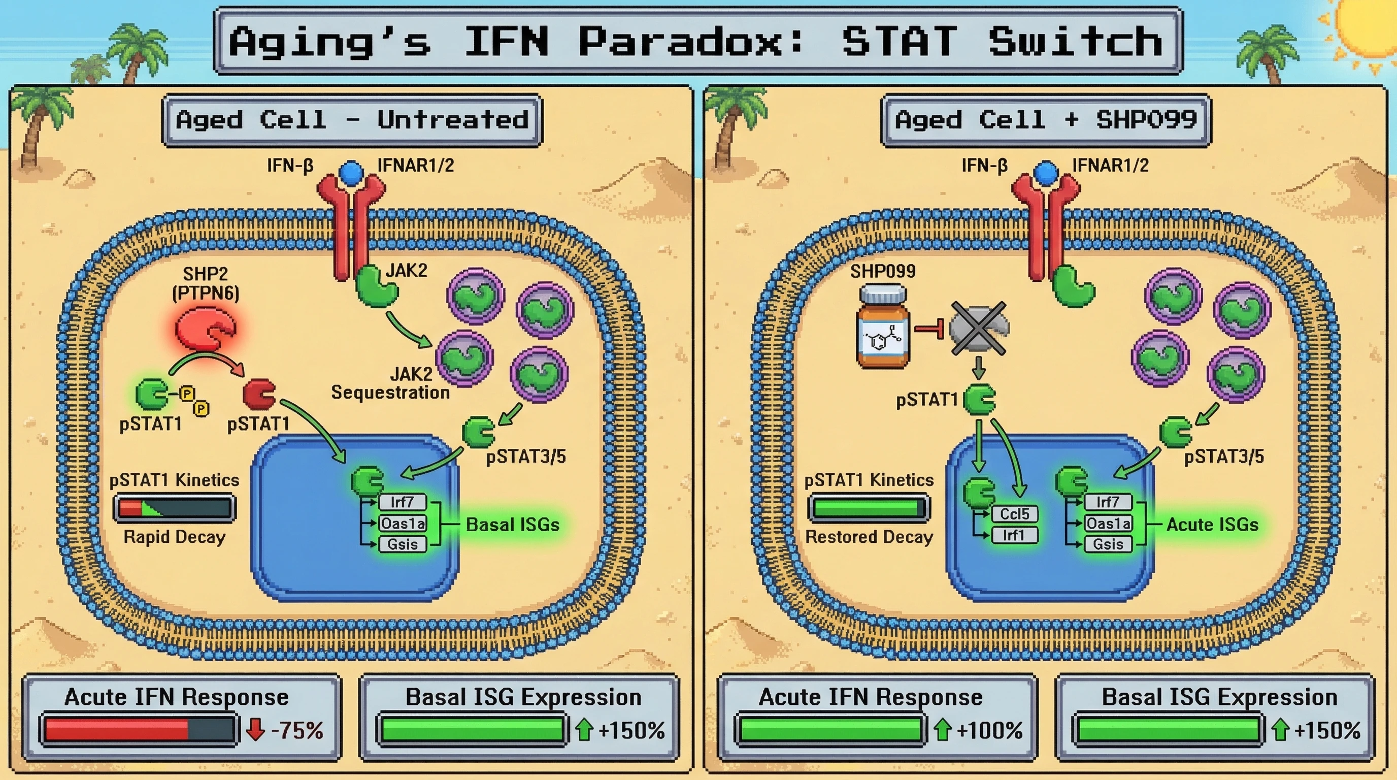 Mechanism: In aged cells, elevated SHP2 activity rapidly dephosphorylates pSTAT1, while sequestered JAK2 sustains pSTAT3/5 and basal ISGs. Readout: Readout: SHP2 inhibition with SHP099 restores pSTAT1 kinetics and acute IFN response without affecting basal ISG expression.