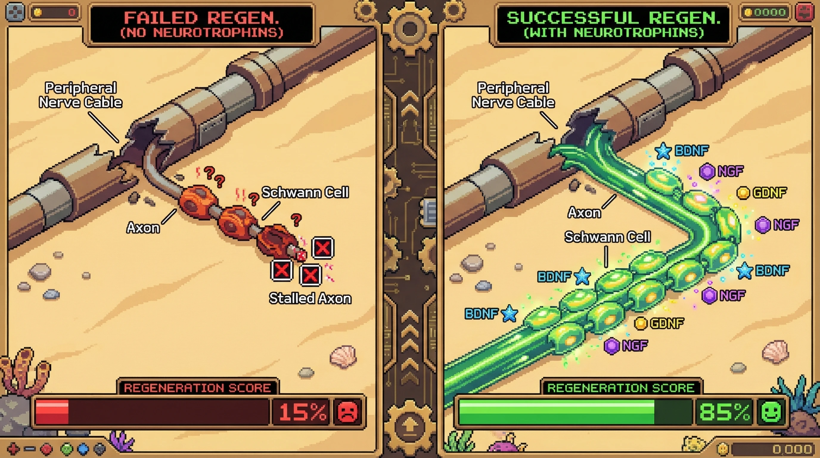 Infographic for: Neurotrophin Signaling Determines Whether Peripheral Nerves Regenerate or Give Up