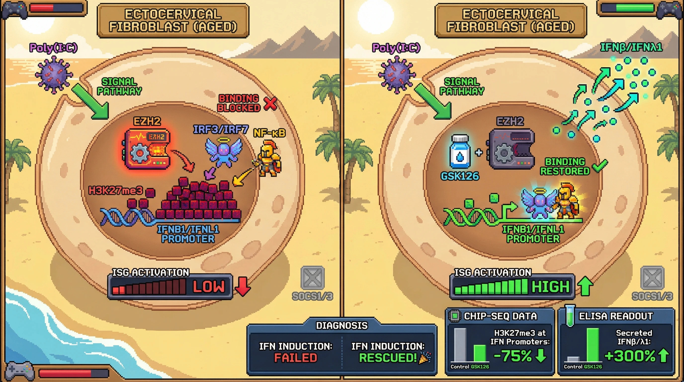Infographic for: Hypothesis: Age‑dependent EZH2‑mediated H3K27me3 deposition silences interferon promoters in tissues that lose inducible IFN responses while preserving basal ISG expression