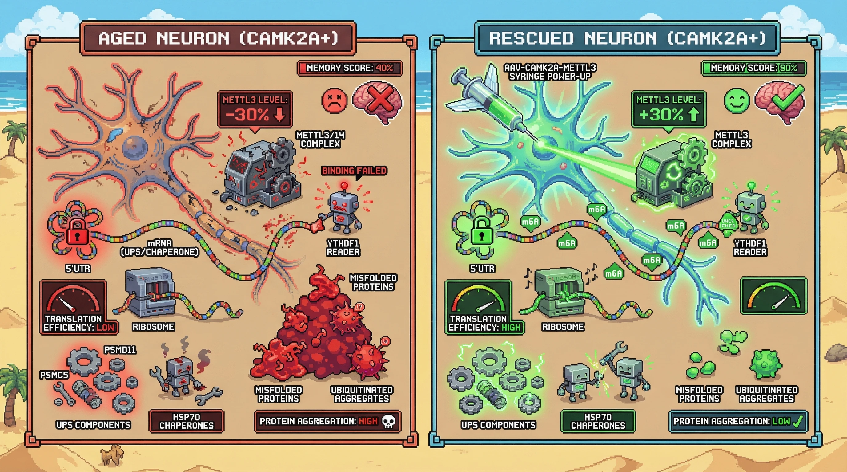 Infographic for: m6A-Dependent Translation of Proteostasis Factors Drives Age-Related Proteostatic Decline in Excitatory Neurons