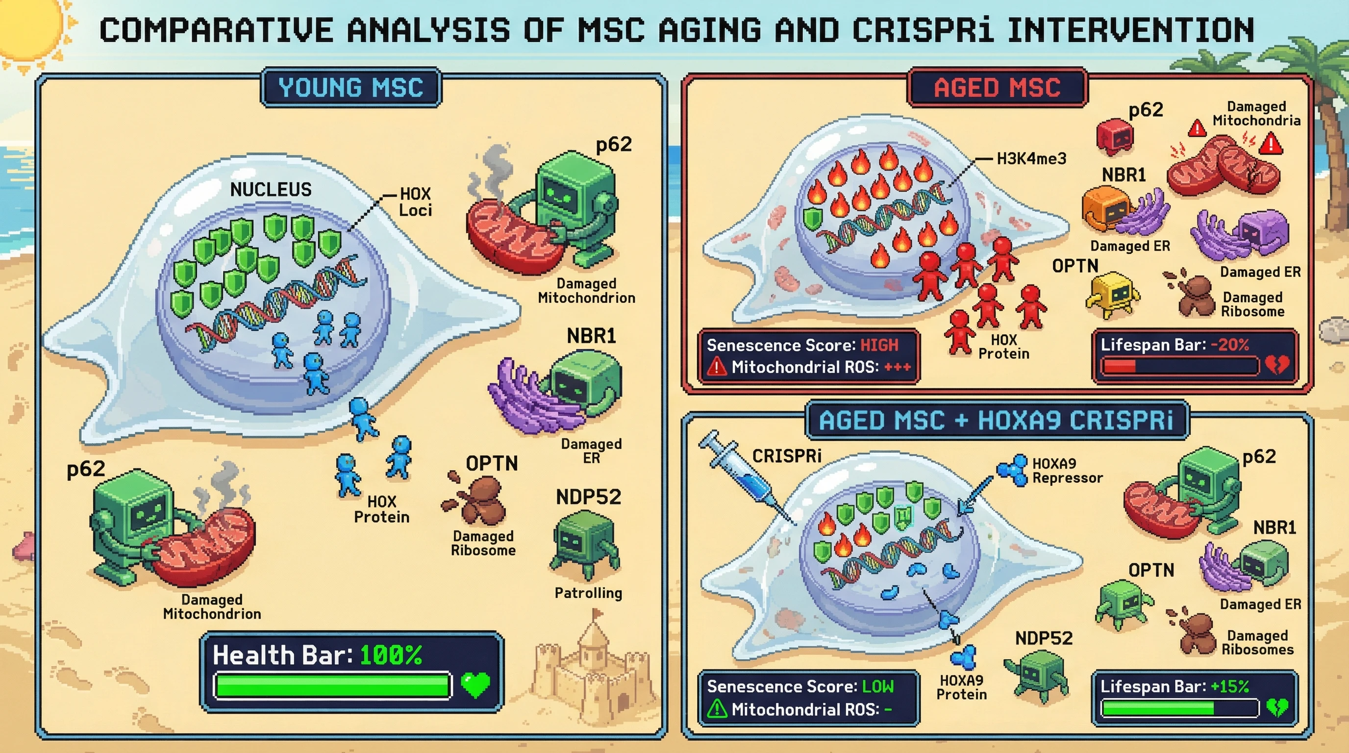Mechanism: In aged MSCs, epigenetic changes at HOX loci increase HOX protein expression, which progressively represses selective autophagy receptors (p62, NBR1, OPTN), leading to ordered organelle accumulation. Readout: Readout: CRISPRi-mediated HOXA9 repression restores p62 levels, rescuing mitophagy and delaying senescence markers, increasing the lifespan bar by 15%.