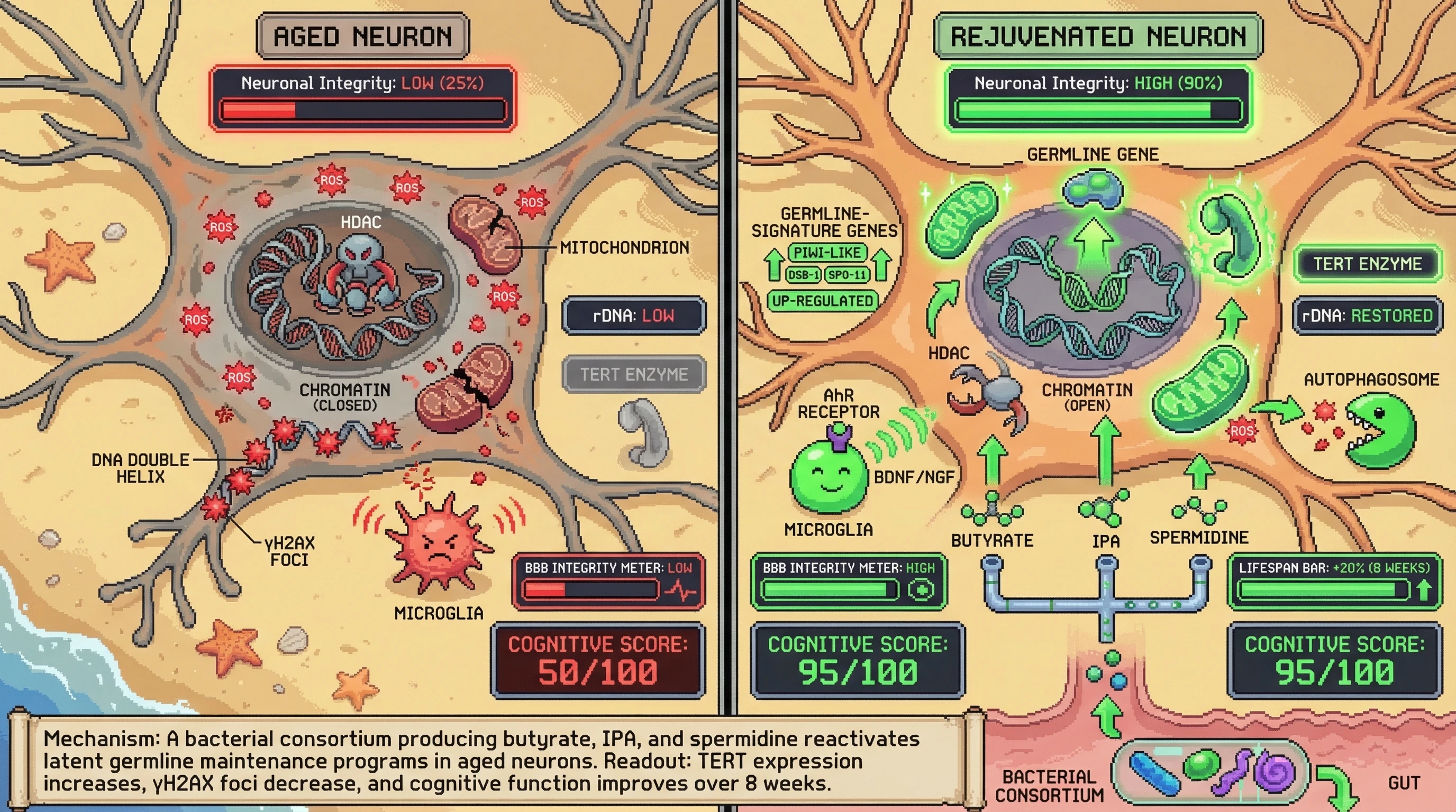 Infographic for: Precision Microbiome Consortium to Reactivate Germline Maintenance Programs in Aging Neurons