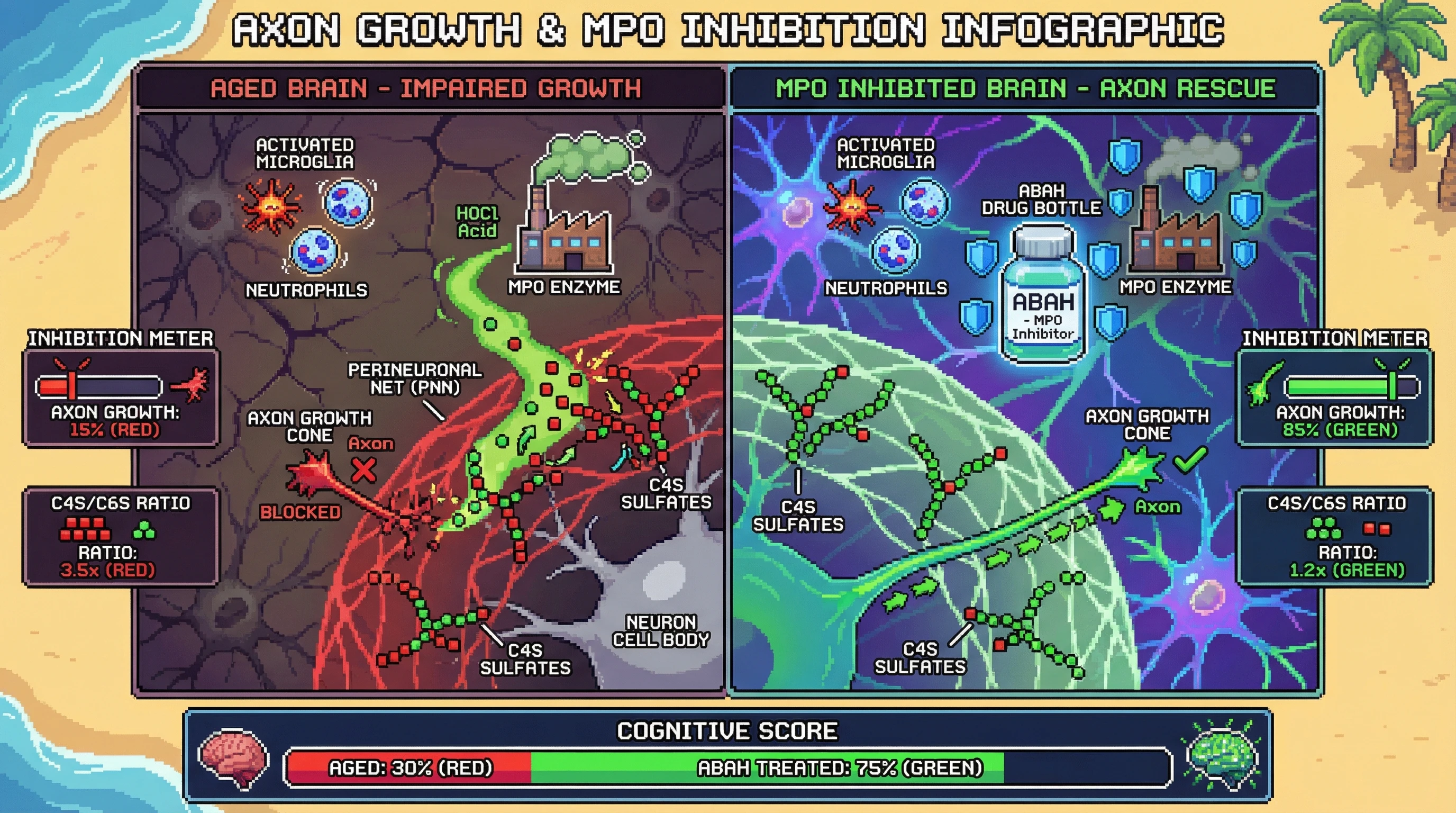 Infographic for: Myeloperoxidase-driven oxidative remodeling of chondroitin sulfate sulfation underlies age-related perineuronal net inhibition