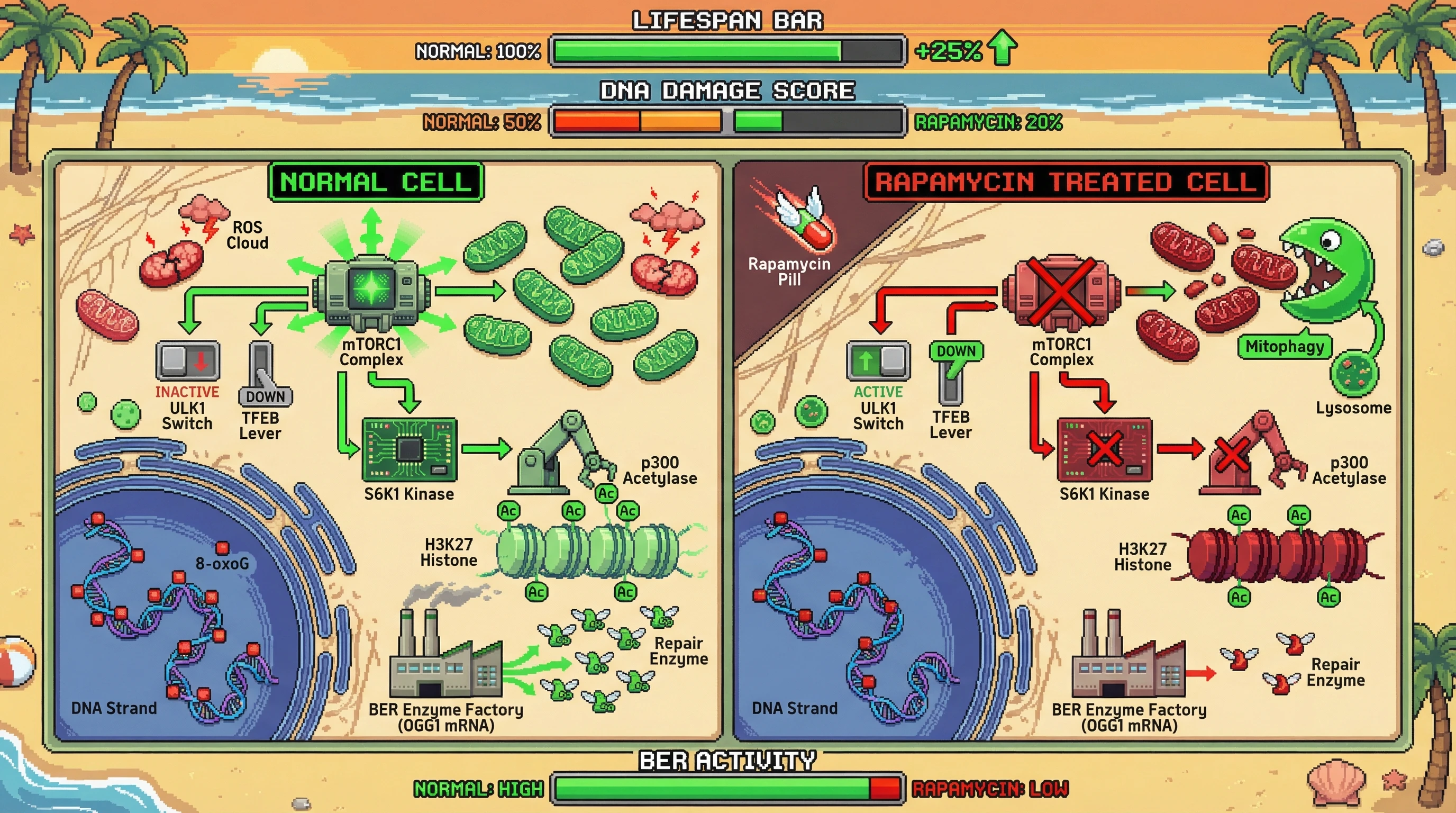 Infographic for: Rapamycin impersonates famine: a dual‑action model of damage prevention coupled with repair suppression via mTORC1‑S6K1‑p300 chromatin regulation