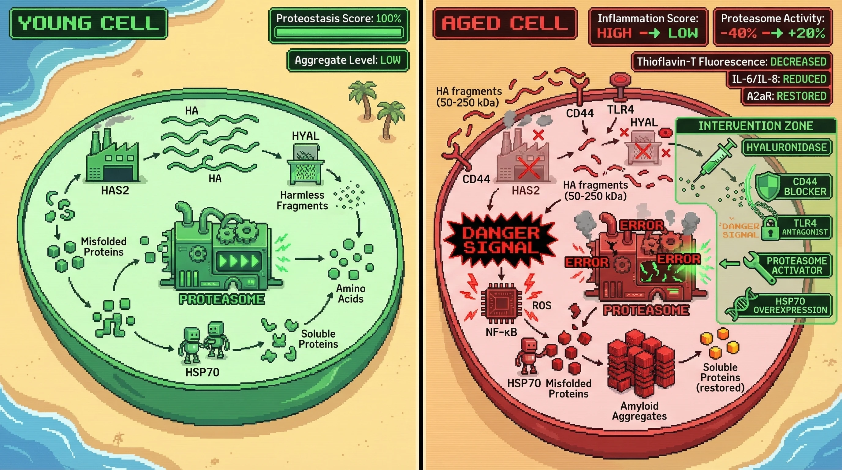 Mechanism: Age-related decline in HA metabolism leads to HA fragment accumulation, triggering CD44/TLR4 signaling, inflammation, and proteasome impairment, causing amyloid-like protein aggregation. Readout: Readout: Interventions like HA degradation, CD44/TLR4 blocking, or proteasome activation reduce inflammation and amyloid aggregates, restoring proteostasis in aged fibroblasts.
