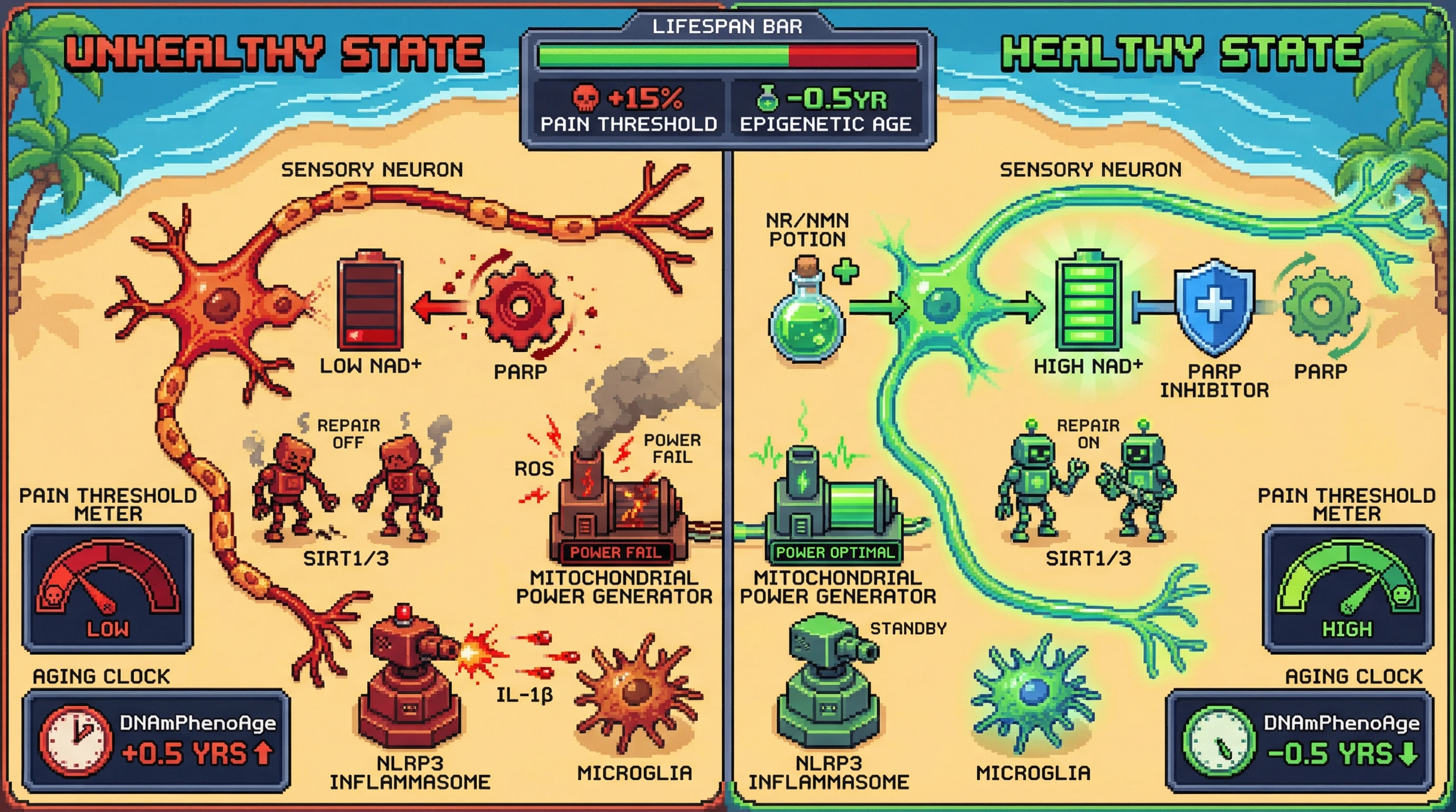 Infographic for: Pain threshold dynamics as a real-time readout of NAD+-dependent epigenetic aging