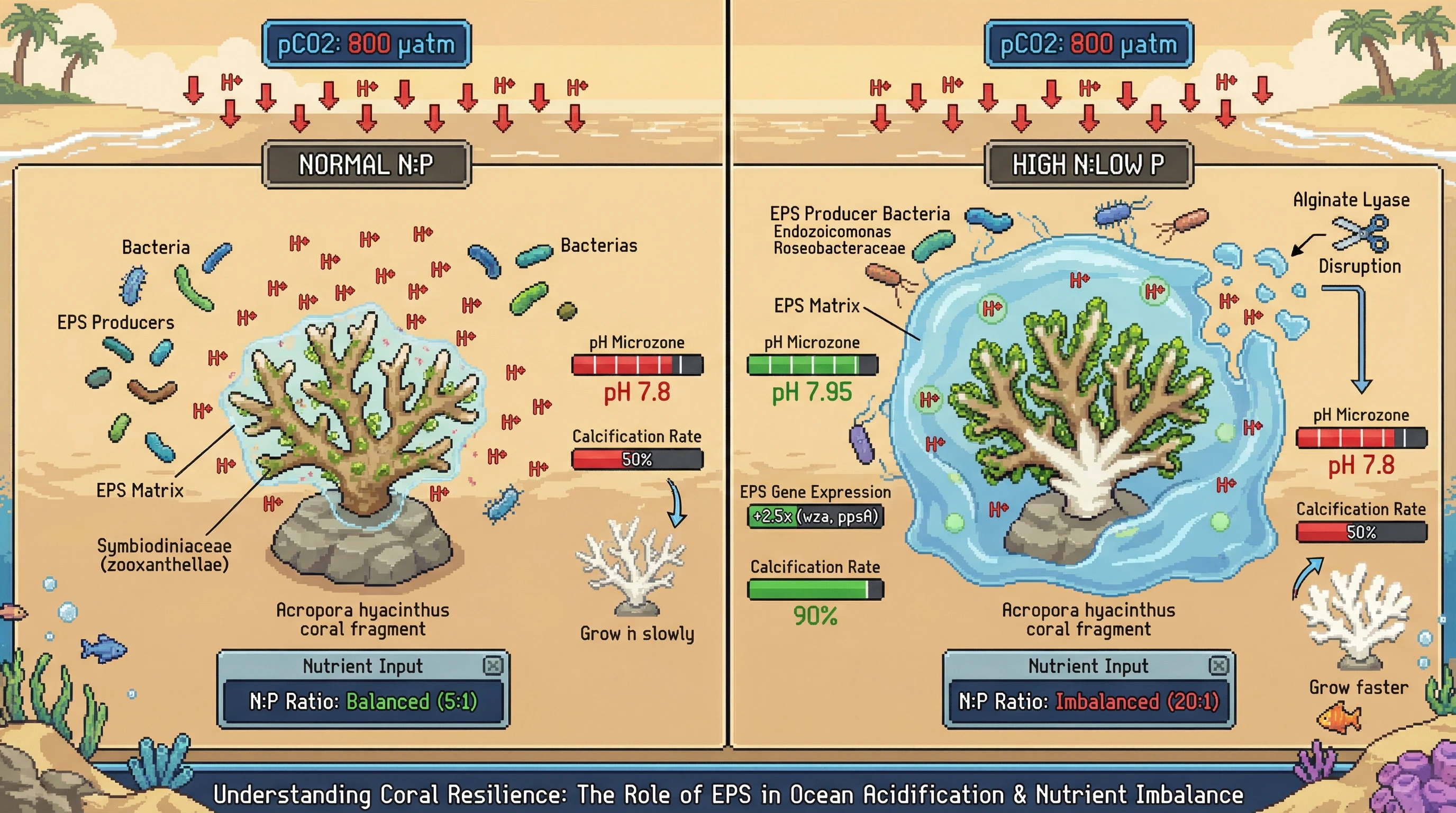 Infographic for: Nutrient‑Stoichiometry‑Driven Microbiome Shifts Modulate Extracellular Polymeric Substances to Buffer Ocean Acidification Impacts on Coral Calcification