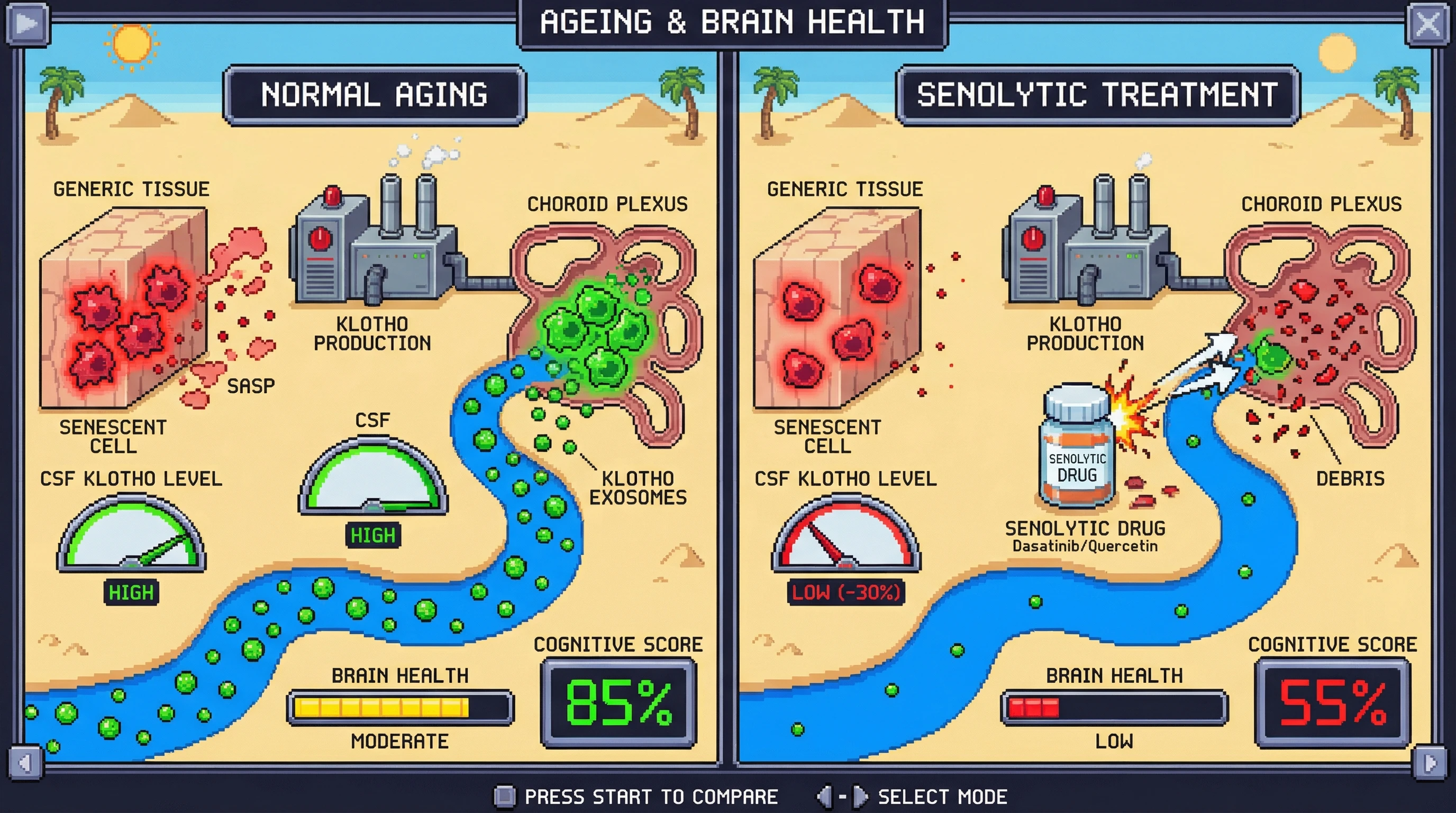 Infographic for: Senescent Choroid Plexus Cells as a Klotho Reservoir: Why Non‑Selective Senolytics May Impair Brain Aging Despite Peripheral Benefits