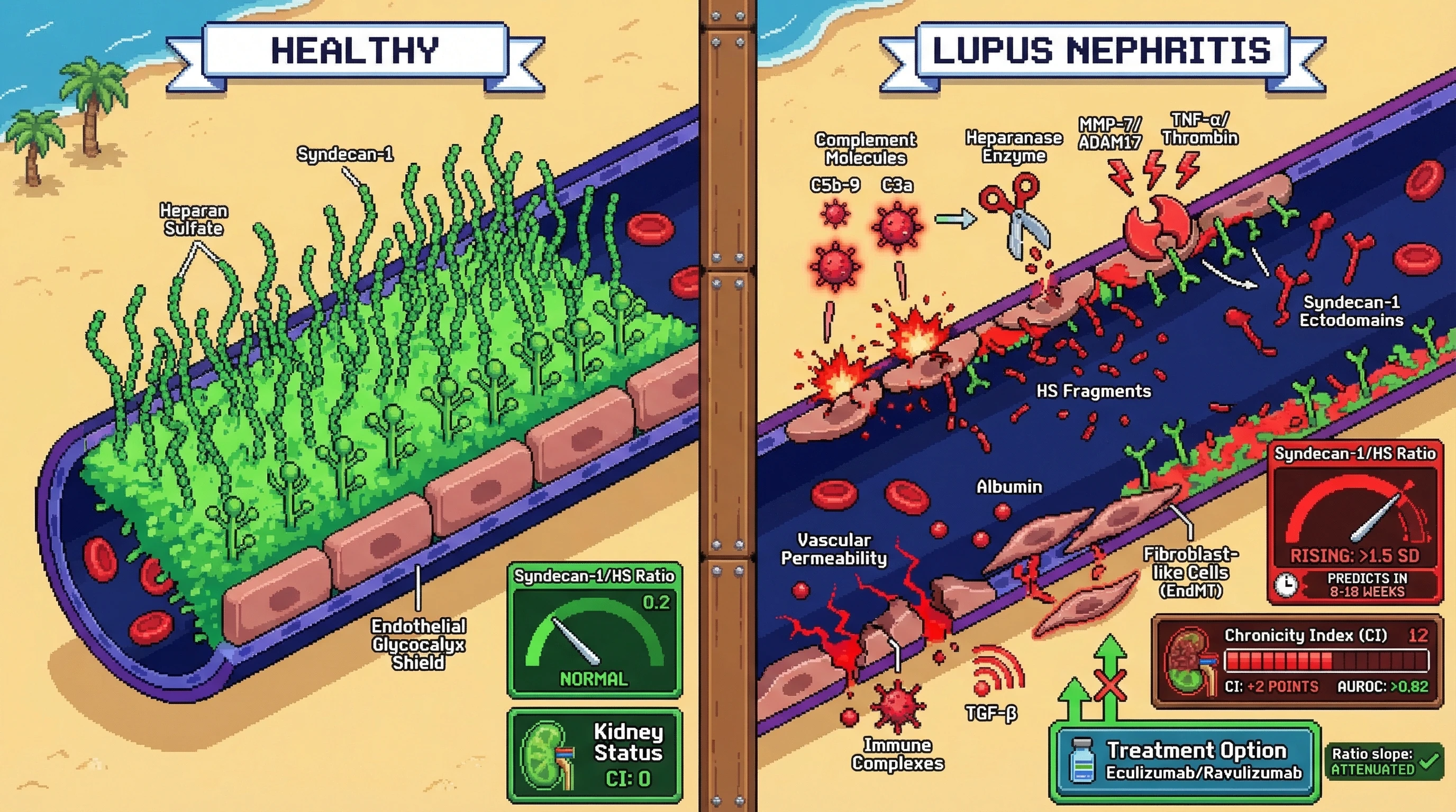 Mechanism: In Lupus Nephritis, complement activation and enzymes degrade the endothelial glycocalyx, releasing Syndecan-1 ectodomains and Heparan Sulfate fragments. Readout: Readout: A rising serum Syndecan-1/HS ratio predicts an increase of 2+ points in the Chronicity Index 8-18 weeks before biopsy confirmation, with an AUROC 0.82.