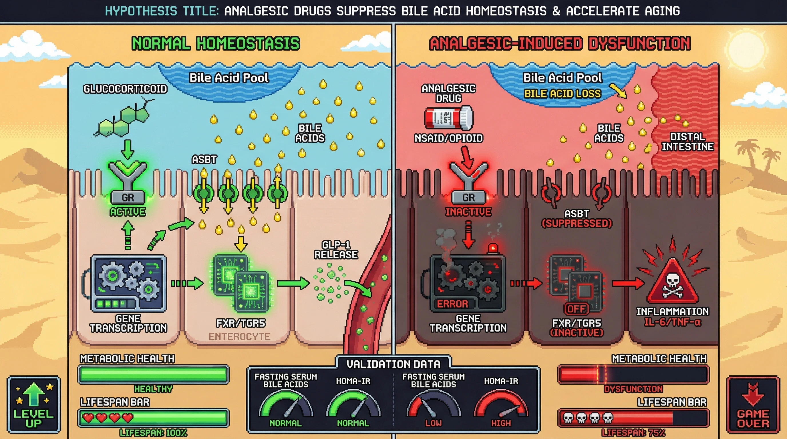 Infographic for: Chronic analgesic use blocks glucocorticoid‑driven ASBT upregulation, uncoupling bile acid signaling from inflammatory stress and accelerating metabolic aging