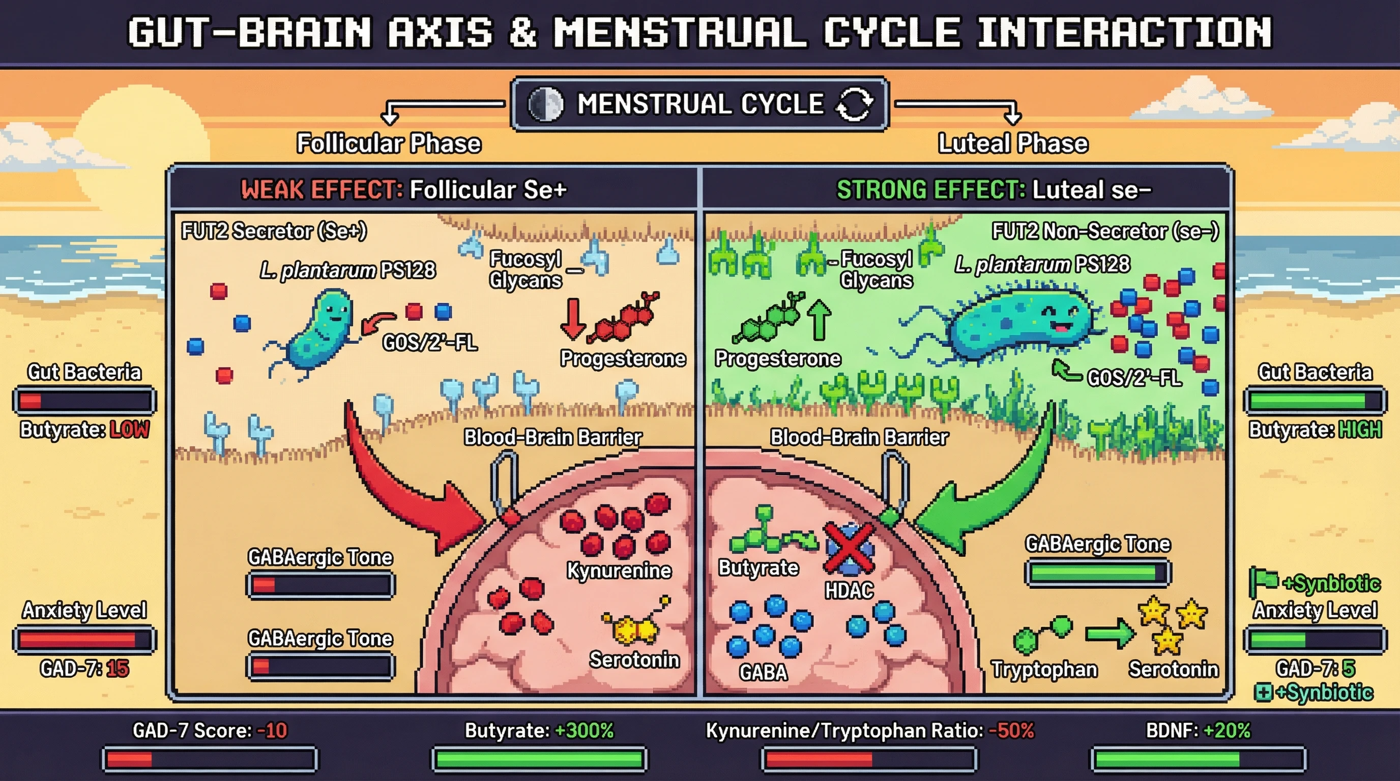Mechanism: High luteal progesterone upregulates fucosylated glycans in FUT2 non-secretors, enhancing synbiotic-driven butyrate production by Lactobacillus spp. Readout: Butyrate then crosses the BBB to increase GABAergic tone and serotonin synthesis, reducing anxiety.