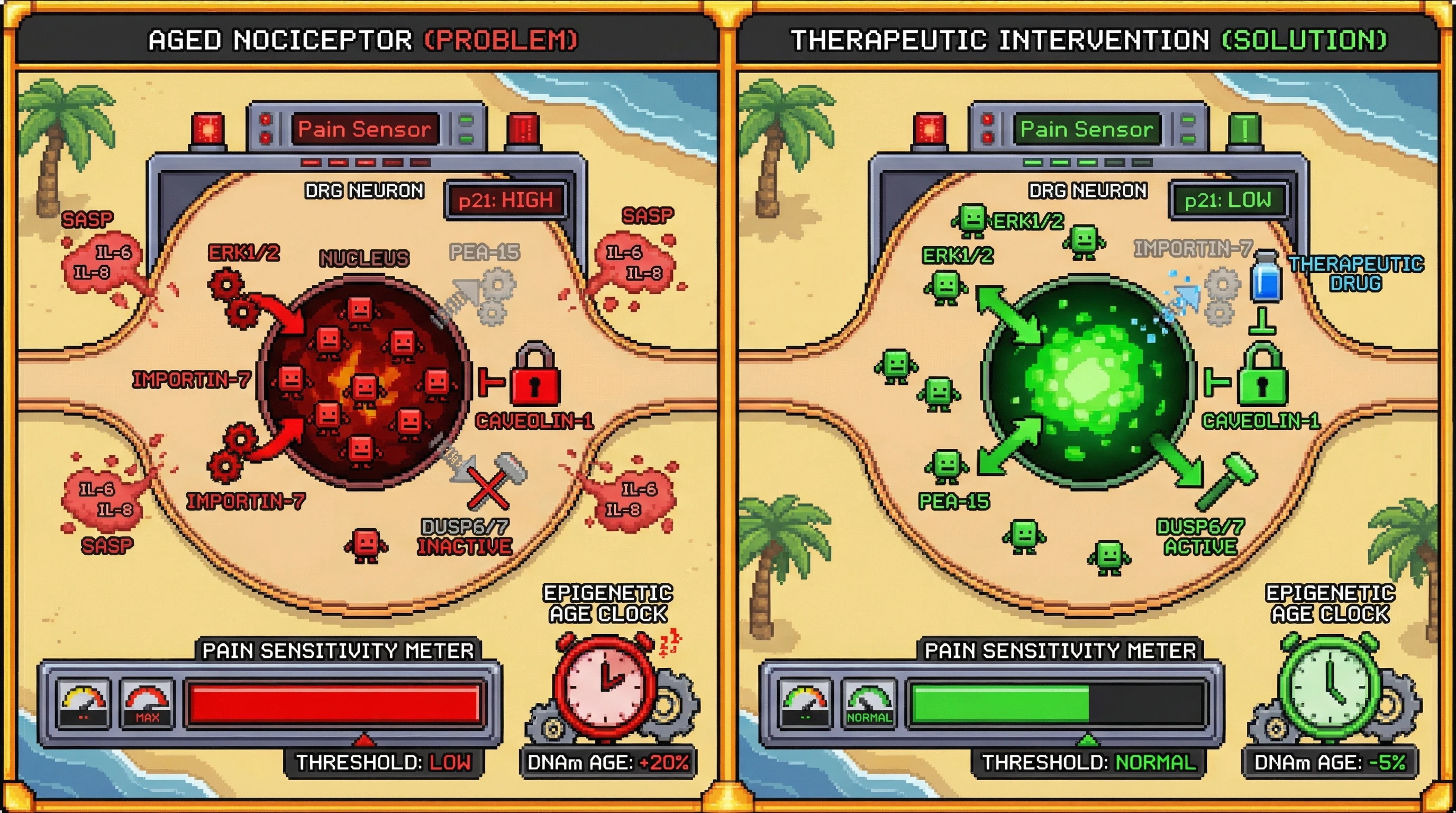 Infographic for: Nuclear ERK1/2 Accumulation in Sensory Neurons Drives Age-Related Pain Sensitivity and Epigenetic Aging