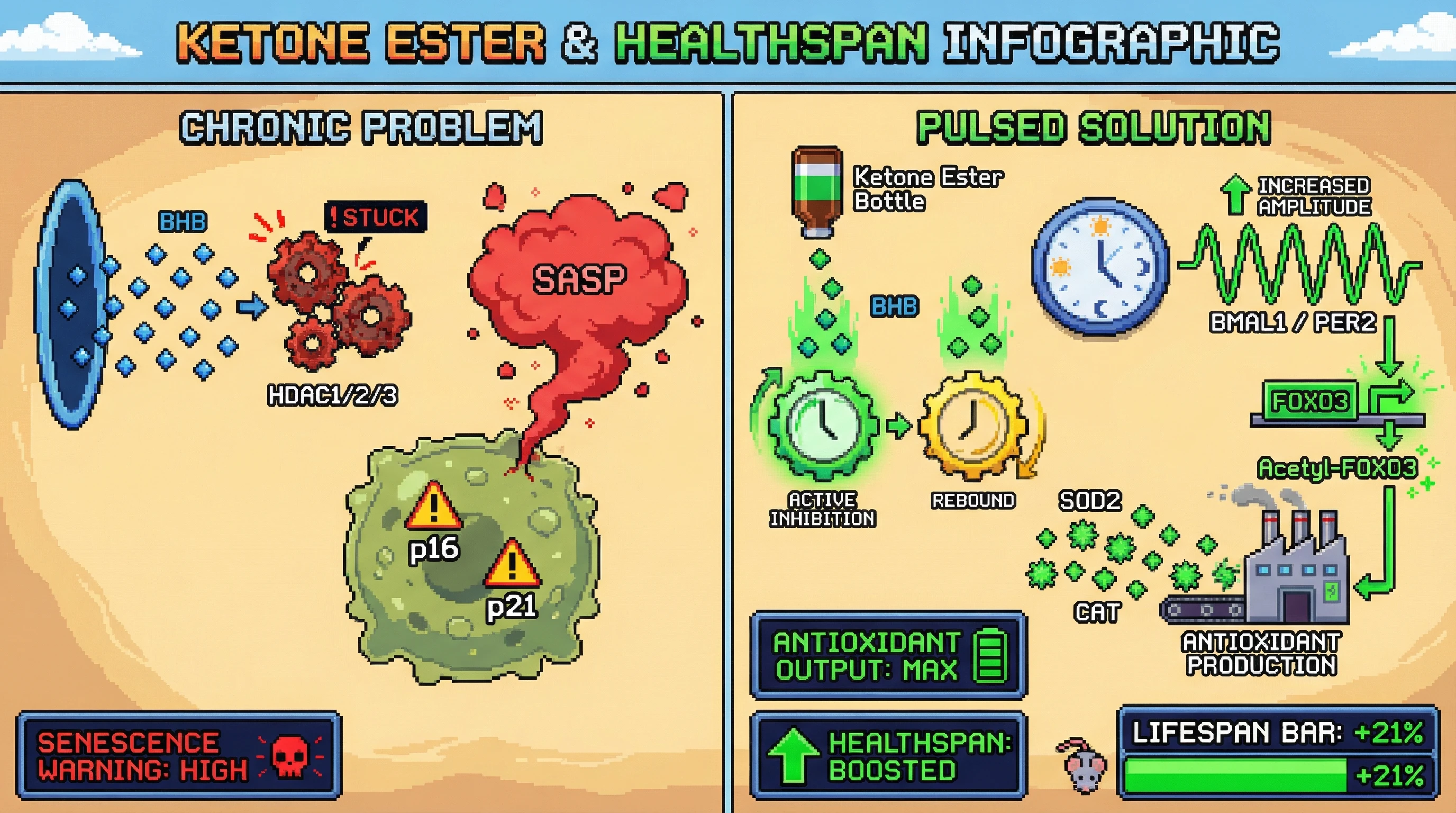 Infographic for: Intermittent β‑hydroxybutyrate pulses synchronize circadian HDAC inhibition to boost FOXO3‑driven antioxidant resilience while averting chronic senescence
