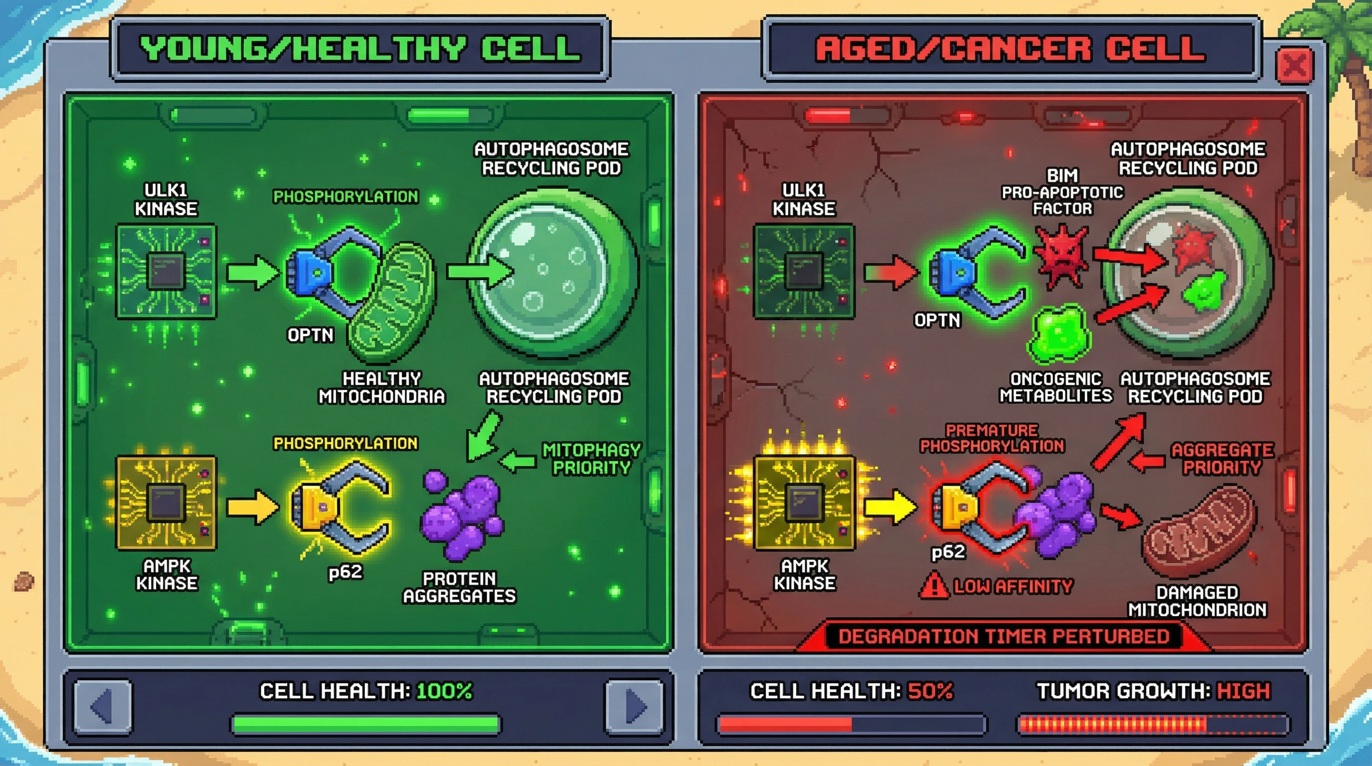 Infographic for: Hierarchical Autophagy Subversion Drives Age-Associated Proteotoxic Stress and Cancer Adaptation