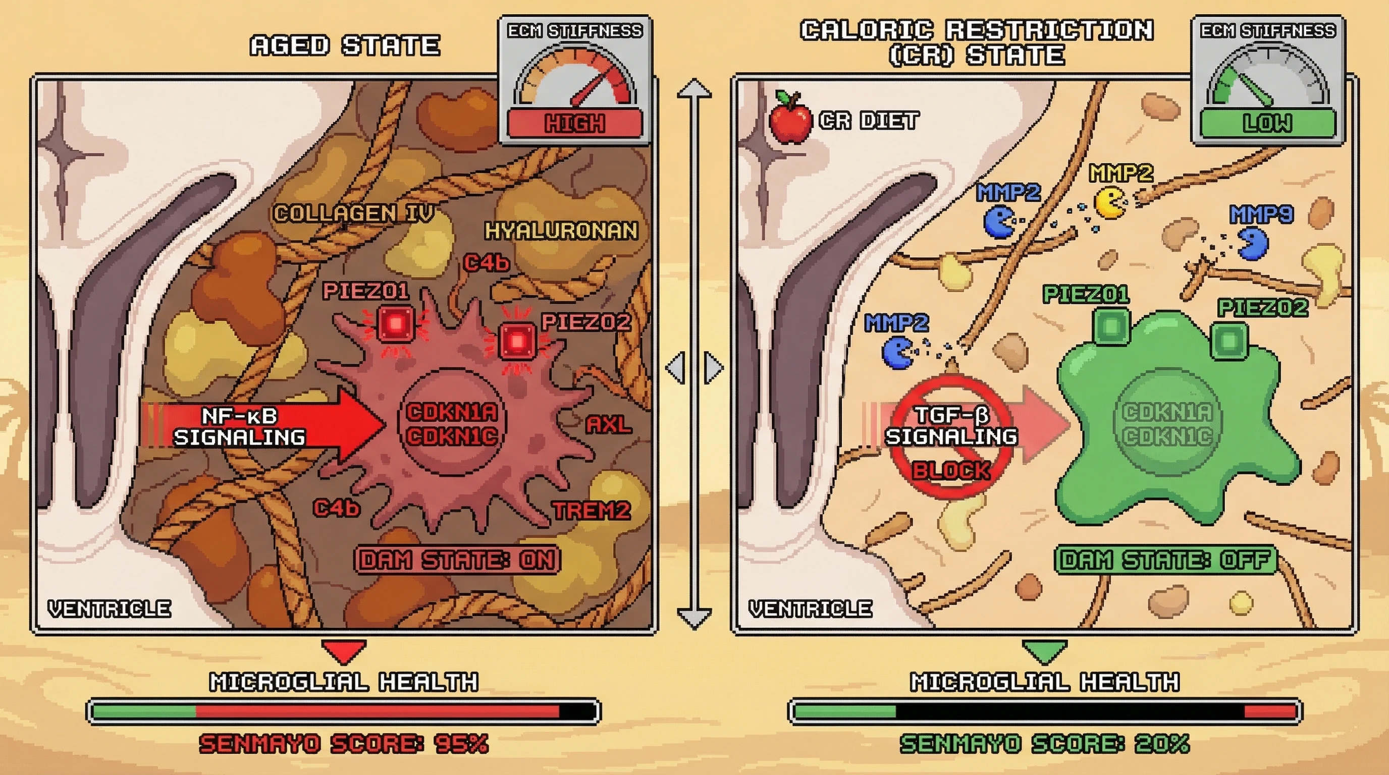 Infographic for: Periventricular ECM Stiffness Gates Microglial Senescence and DAM Transition in Aging, Reversed by Caloric Restriction