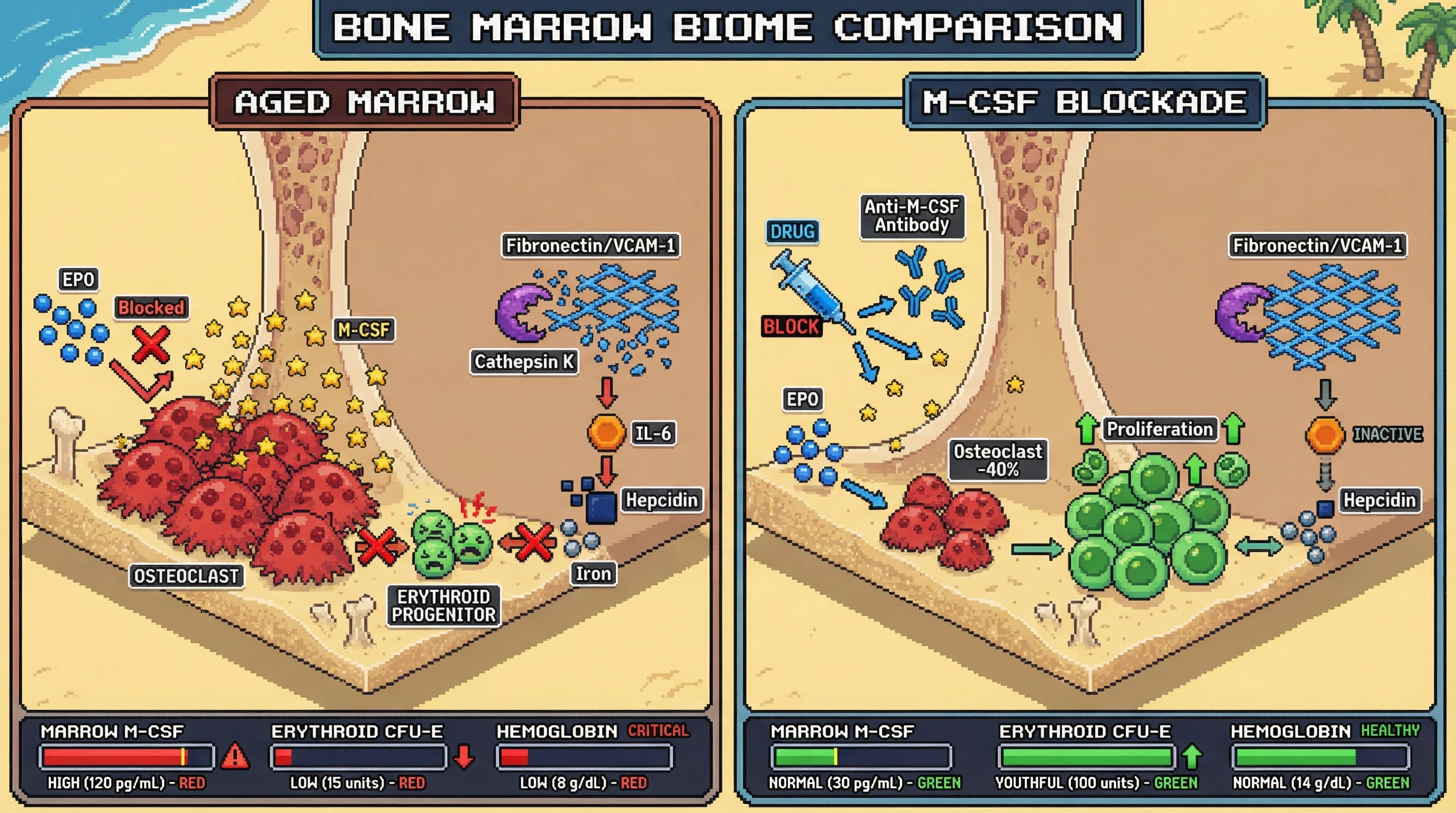 Infographic for: M-CSF–driven osteoclast expansion creates a self‑reinforcing niche threshold that blocks erythropoietic recovery in aging bone marrow