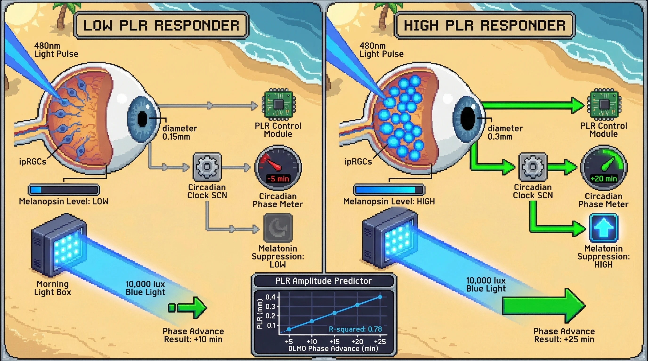 Mechanism: Intrinsically photosensitive retinal ganglion cells (ipRGCs) drive both pupillary light reflex (PLR) amplitude and circadian phase shifts. Readout: Readout: Individuals with larger initial PLR constriction show significantly greater circadian phase advances (e.g., +25 min vs +10 min) after a fixed morning light exposure.
