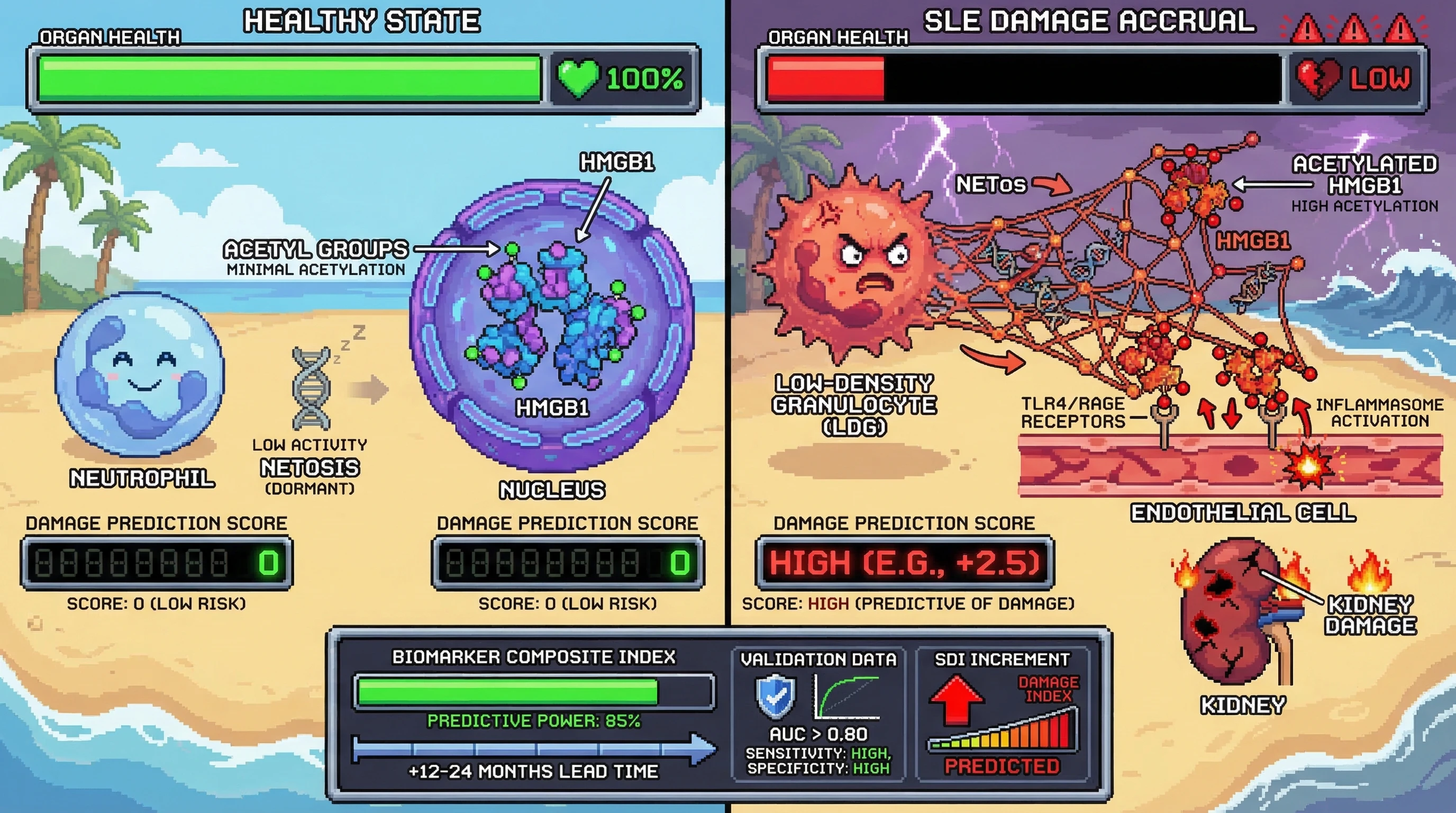 Infographic for: Low-Density Granulocyte NET Formation Capacity Index Combined With Serum HMGB1 Acetylation Ratio Predicts Irreversible Organ Damage Accrual in SLE 12–24 Months Before SDI Score Increment
