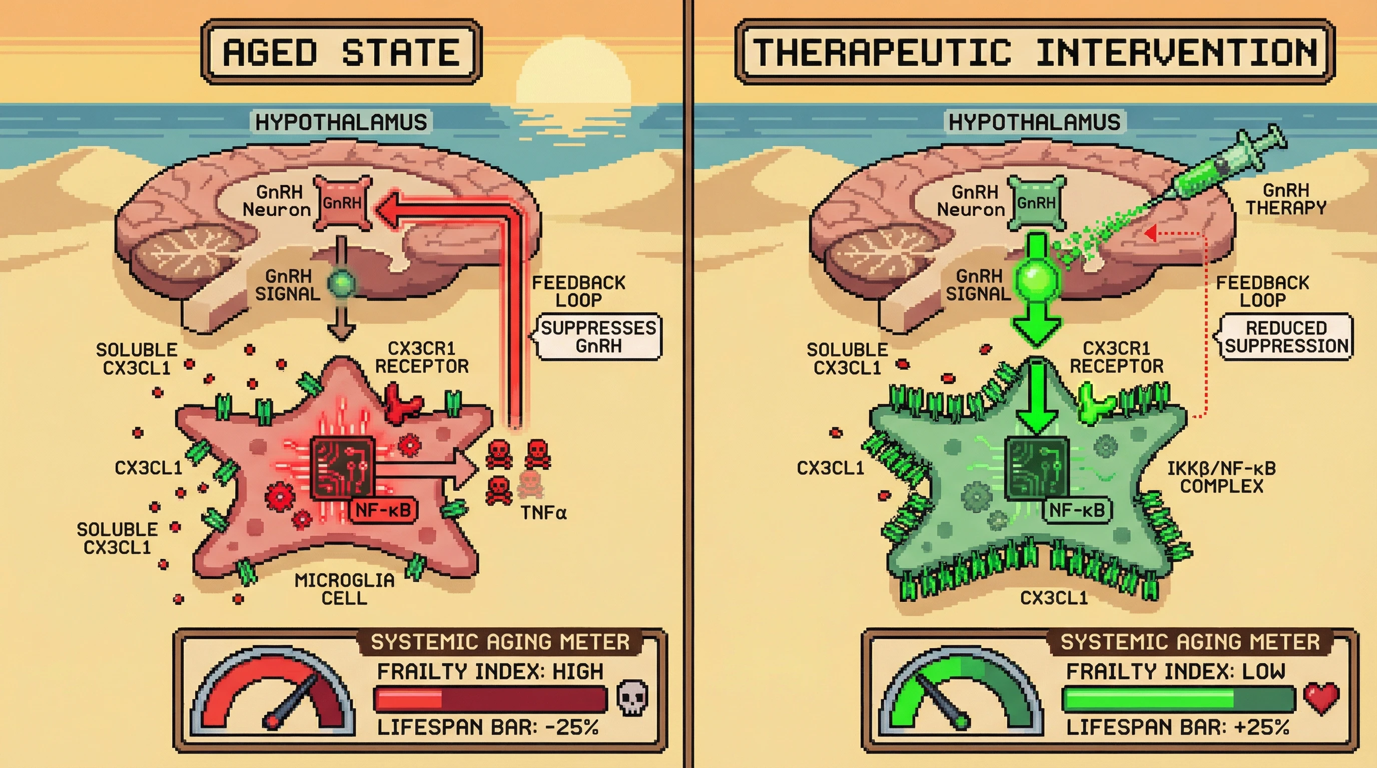 Infographic for: GnRH Deficiency Triggers Hypothalamic Microglial NF‑κB Activation via Loss of Fractalkine‑CX3CR1 Inhibition, Establishing a Feed‑Forward Loop that Accelerates Systemic Aging