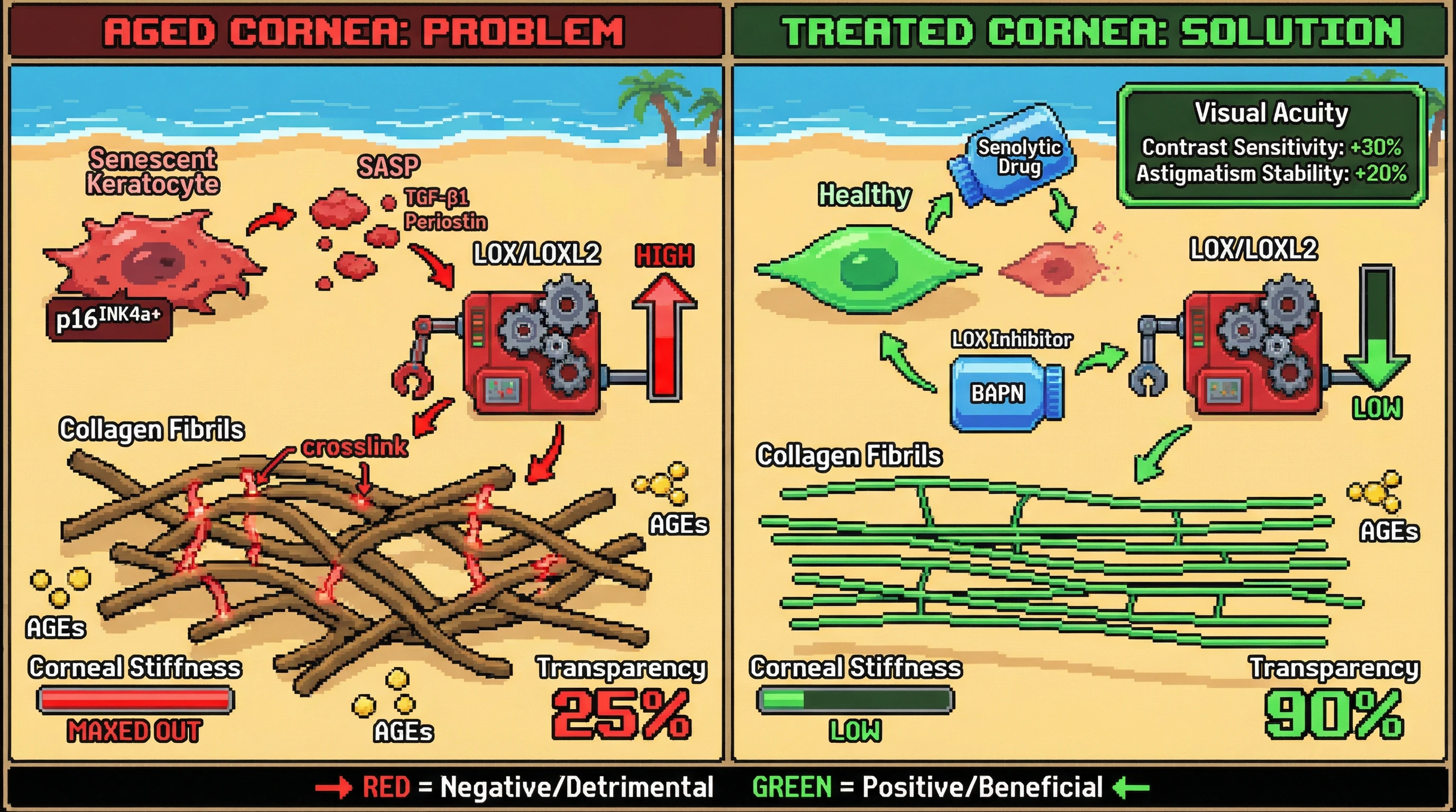 Infographic for: Senescent Keratocyte Secretome Drives Age-Related Corneal Stromal Stiffening via Lysyl Oxidase‑Mediated Crosslinking Independent of Advanced Glycation End Products