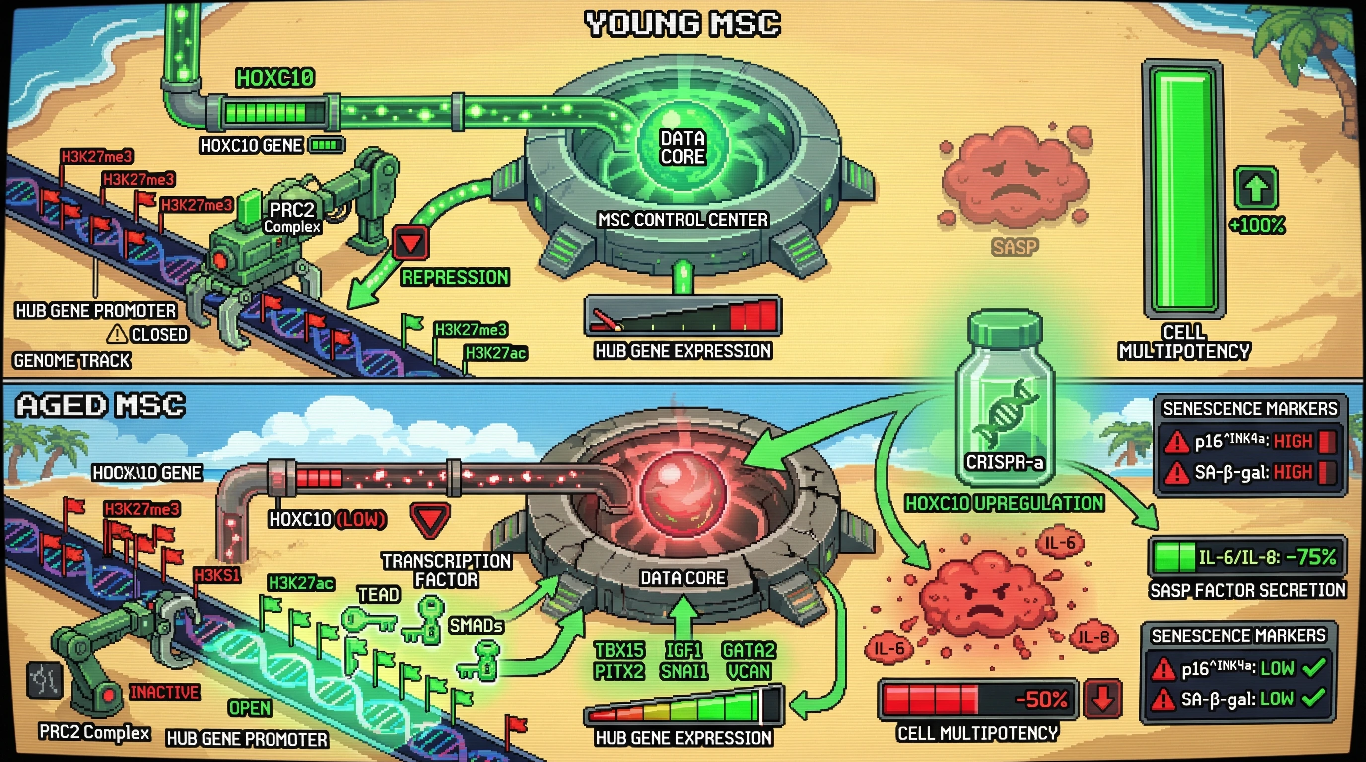 Infographic for: HOXC10 loss drives epigenetic dysregulation of MSC hub gene network, promoting age-related senescence
