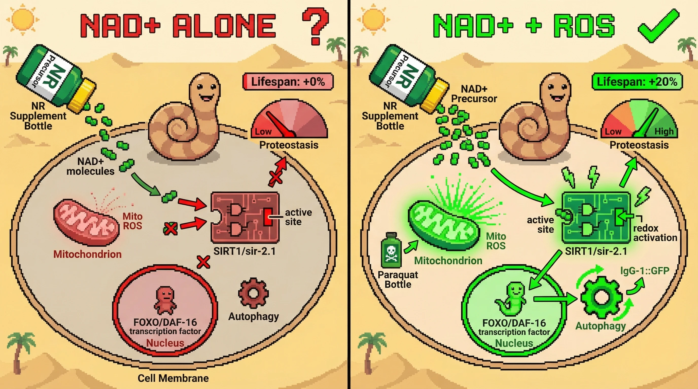 Mechanism: NAD+ alone is insufficient; sirtuins require both NAD+ and mitochondrial ROS for full activation, which then drives longevity pathways. Readout: Readout: Combining NAD+ with mild ROS increases C.