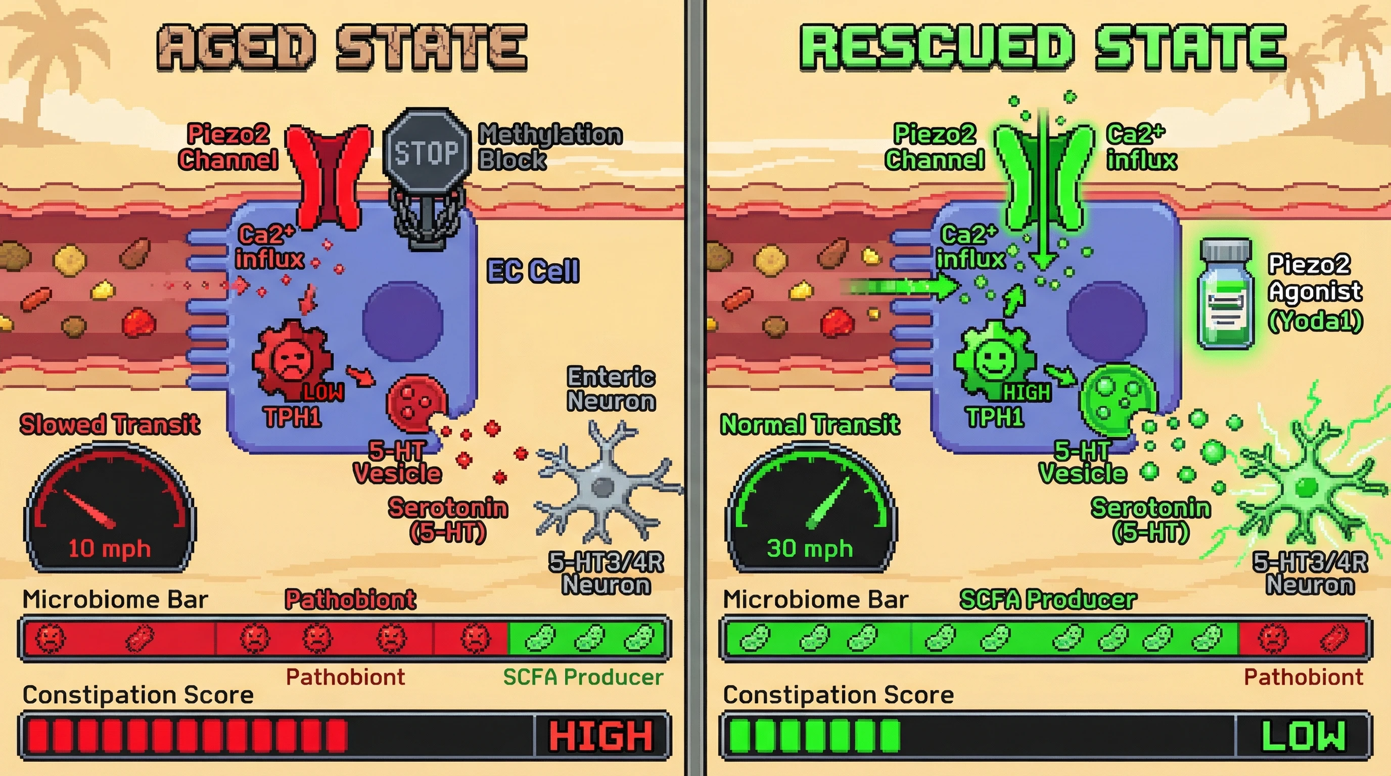 Infographic for: Age‑dependent loss of Piezo2‑mediated mechanosensitivity in enterochromaffin cells drives serotonergic hypofunction, slowed colonic transit, and microbiome dysbiosis