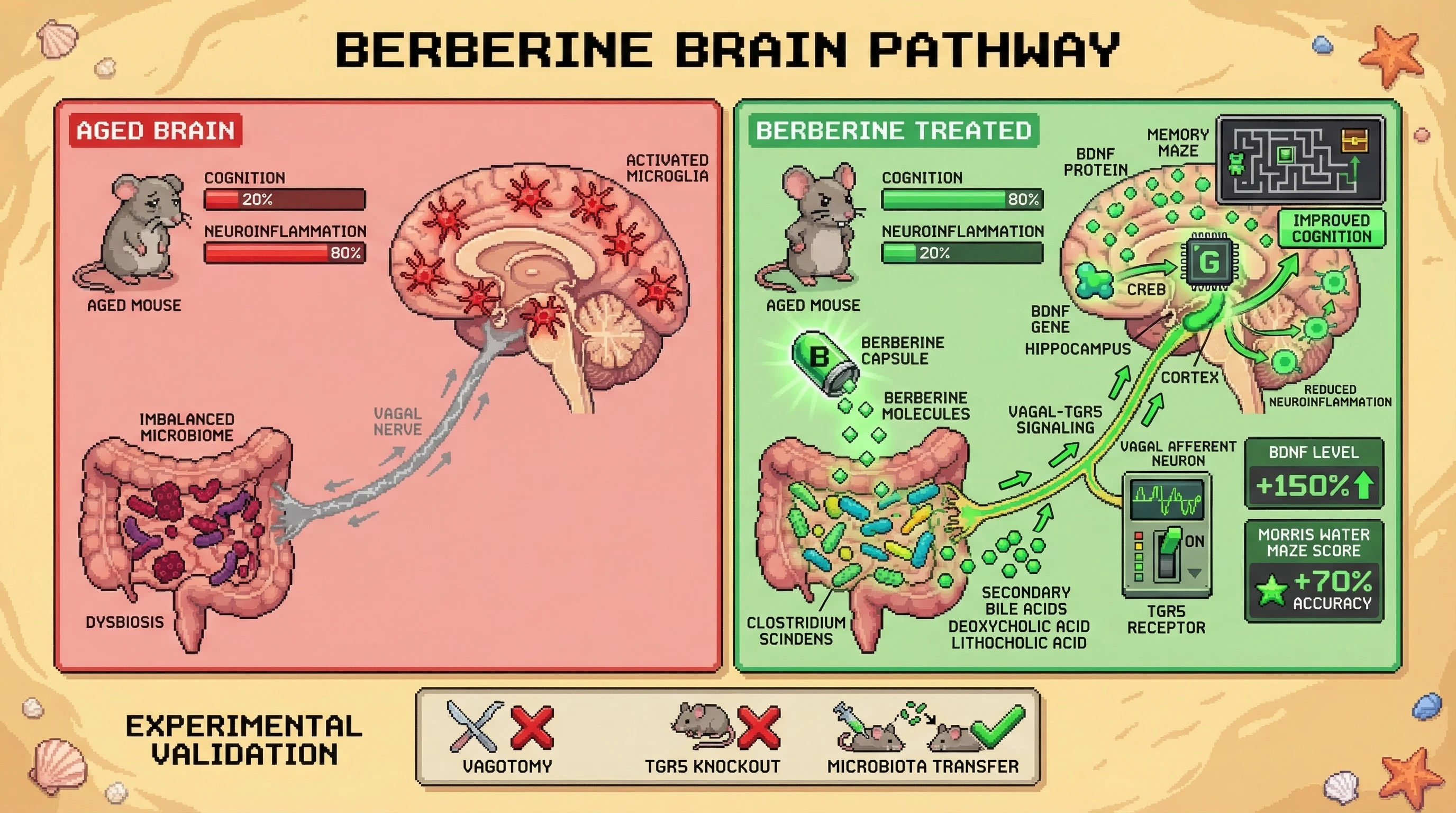 Infographic for: Berberine‑induced microbiome remodeling drives vagal‑TGR5‑BDNF signaling to mitigate brain aging
