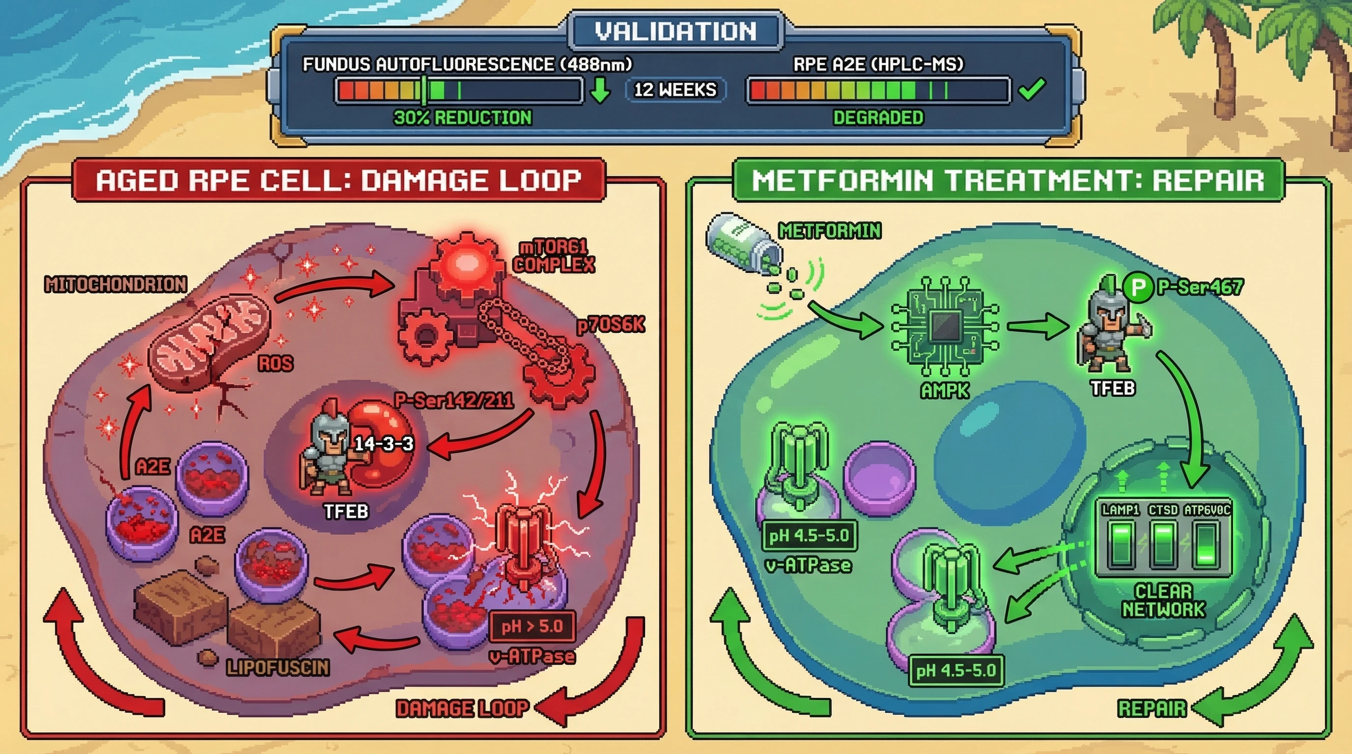 Infographic for: Metformin's AMPK-mediated direct phosphorylation of TFEB at Ser467 — bypassing the A2E-driven v-ATPase/mTORC1 damage ...
