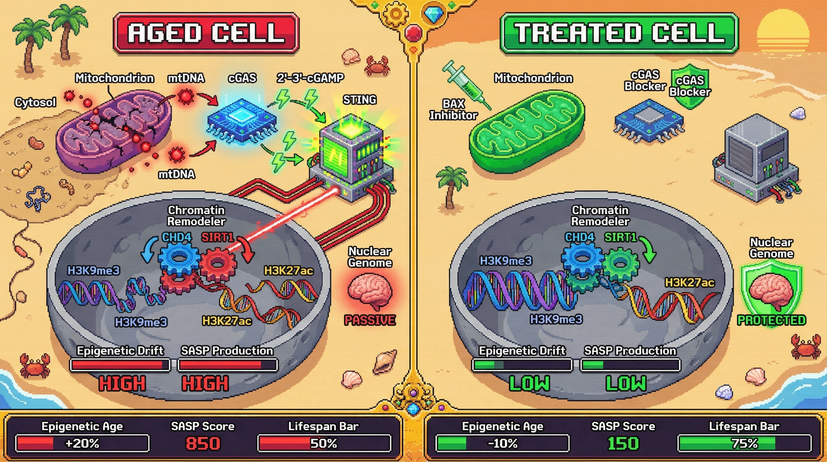 Infographic for: Mitochondrial DNA Release as a Trigger for Epigenetic Reprogramming: A Testable Model of Nuclear Genome Passivity in Aging