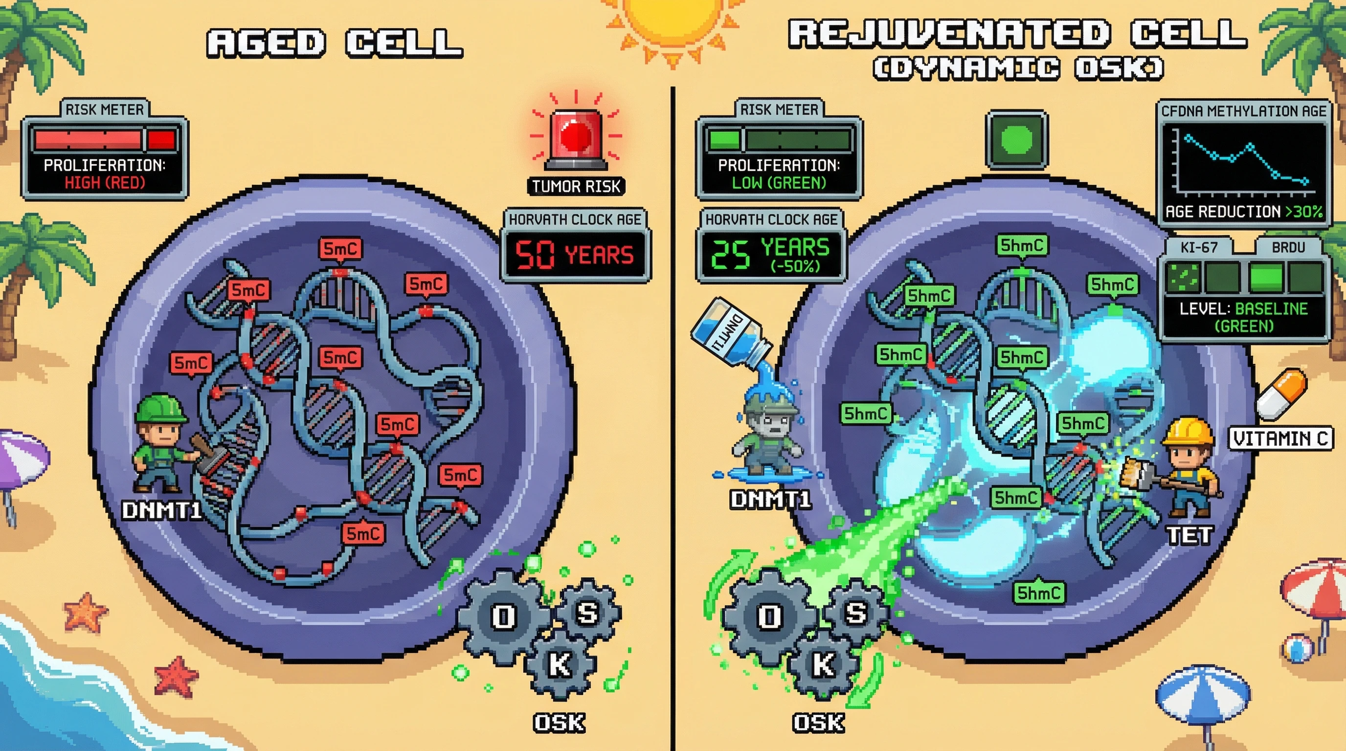 Infographic for: DynamicOSK dosing guided by circulating epigenetic biomarkers enhances rejuvenation while minimizing oncogenic risk