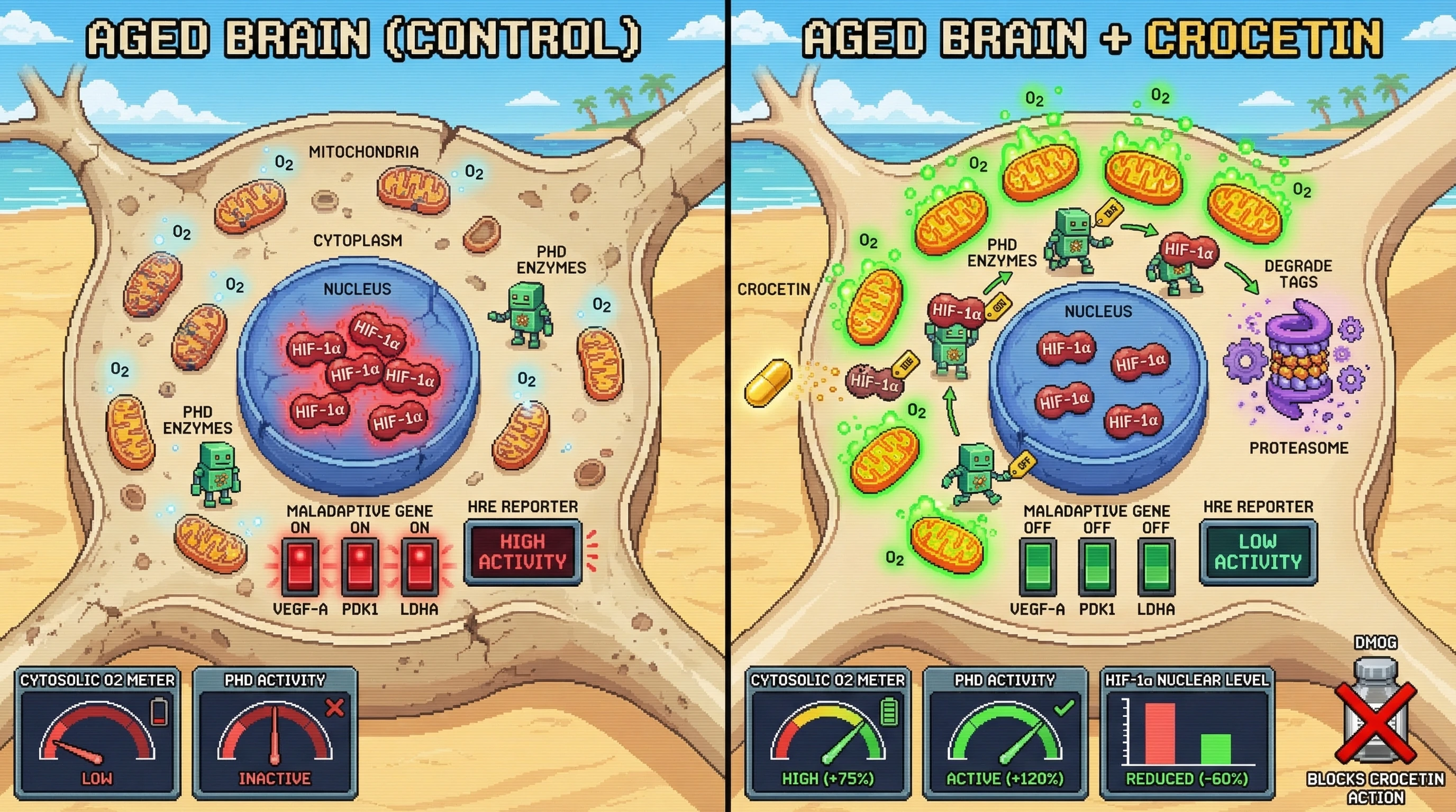Infographic for: Crocetin restores physiological HIF-1α turnover in aged brain by boosting mitochondrial O2 supply and activating prolyl hydroxylase enzymes