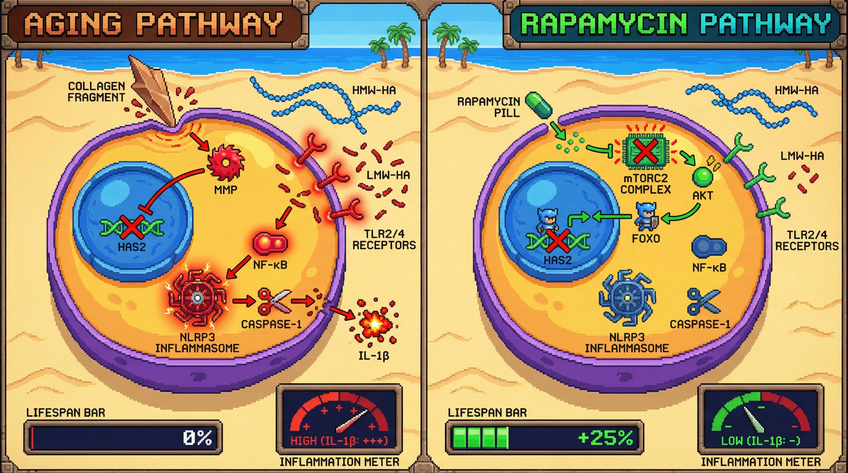 Mechanism: Rapamycin inhibits mTORC2, leading to FOXO nuclear translocation and HAS2 repression, which reduces HMW-HA without generating inflammatory LMW-HA fragments. Readout: Readout: This prevents NLRP3 inflammasome activation and IL-1β release, resulting in a significantly extended lifespan (+25%) and low inflammation.