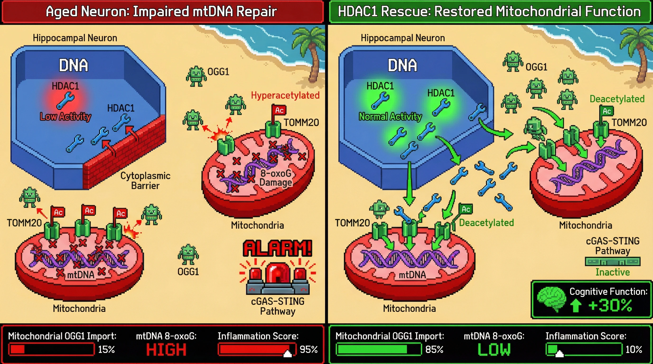 Mechanism: Age-linked decline in nuclear HDAC1 leads to hyperacetylation of mitochondrial TOMM20, which impairs OGG1 import and causes mtDNA damage. Readout: Readout: HDAC1 rescue reduces TOMM20 acetylation, increases mitochondrial OGG1 import, lowers mtDNA 8-oxoG, and reduces cGAS-STING signaling, improving cognitive function.
