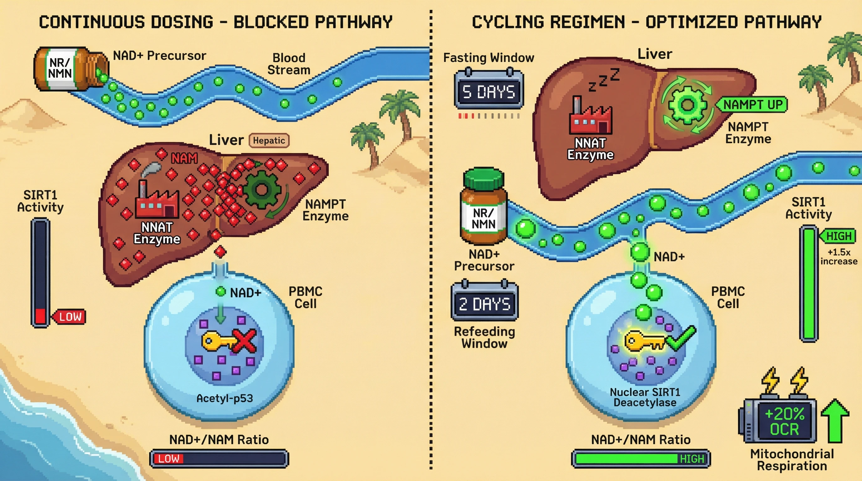 Mechanism: Cycling NAD+ precursors with fasting-mimicking diets optimizes NAD+ salvage by suppressing hepatic NNAT and upregulating NAMPT, increasing nuclear SIRT1 activation in immune cells. Readout: Readout: The cycling regimen shows a 1.5-fold increase in nuclear SIRT1 activity, a higher NAD+/NAM ratio, and a 20% rise in mitochondrial respiration in PBMCs.