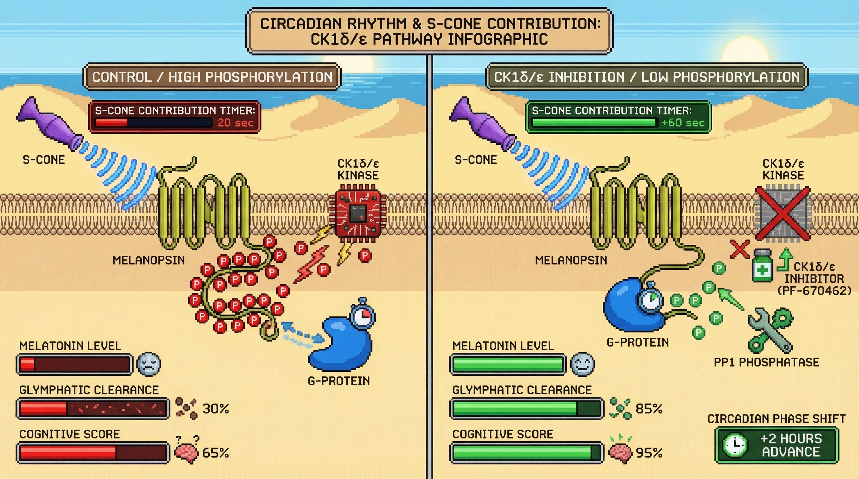 Mechanism: Inhibiting CK1δ/ε reduces melanopsin phosphorylation, which prolongs S-cone signaling to ipRGCs during light exposure. Readout: Readout: This intervention increases circadian phase advances and enhances glymphatic clearance and cognitive performance.