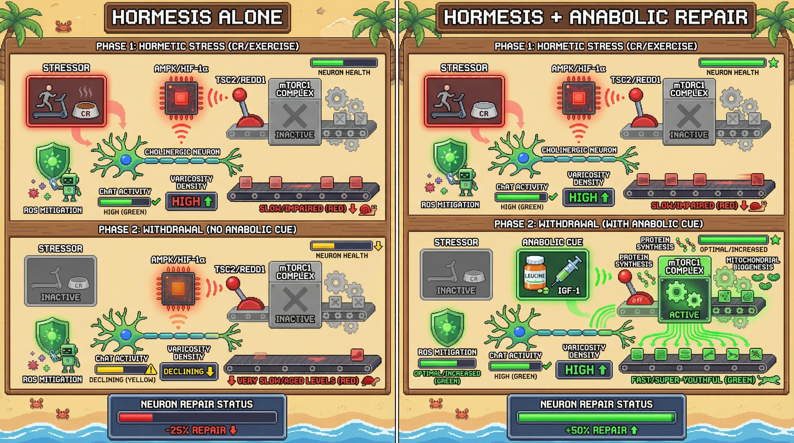 Infographic for: Hormetic Priming-Repair Decoupling: Why Stress-Induced Cholinergic Preservation Fails to Outlast the Stressor